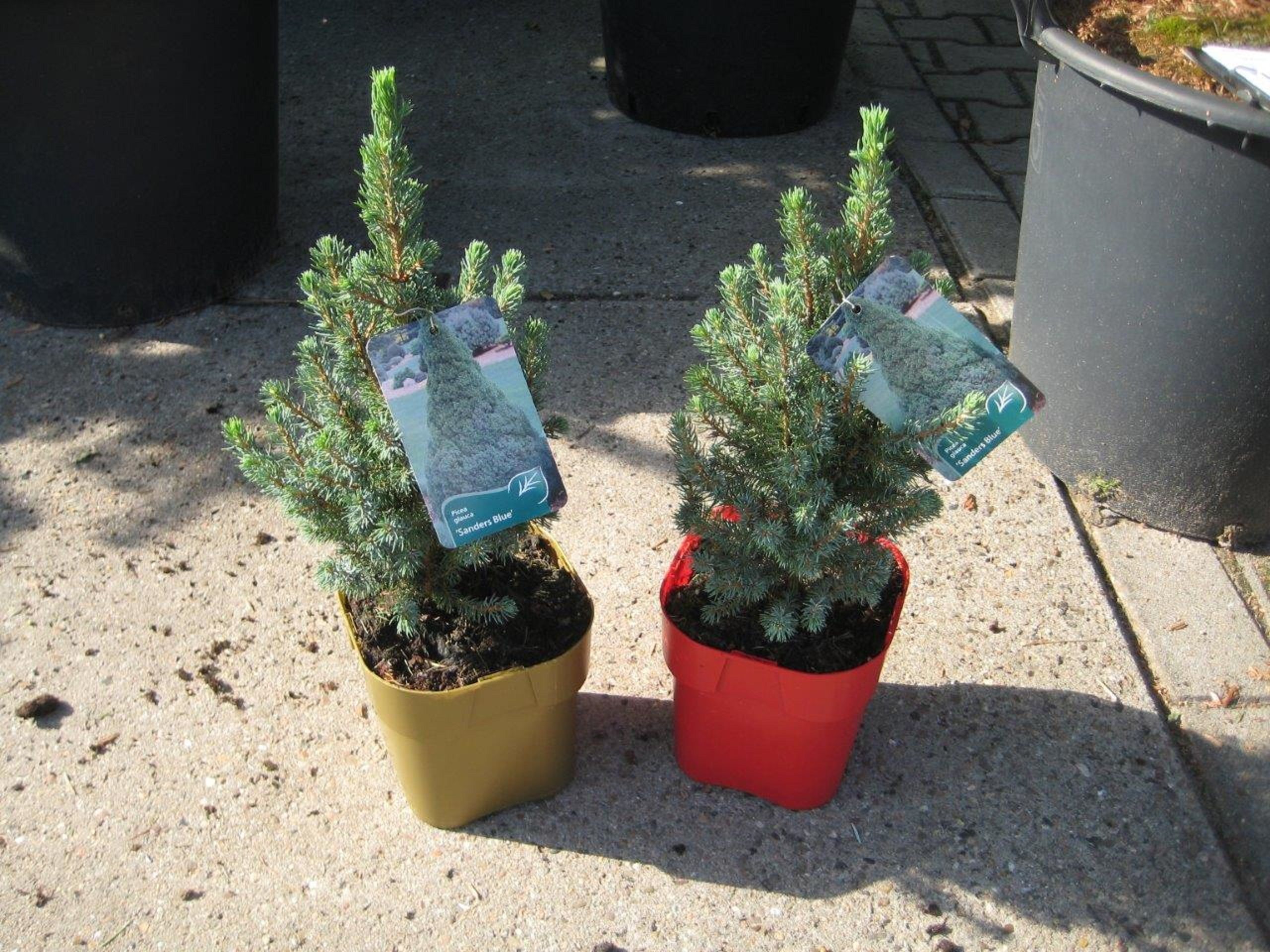 Изображение товара Ель канадская Сандерс Блю 882304 C2 H15-20, декоративное хвойное растение