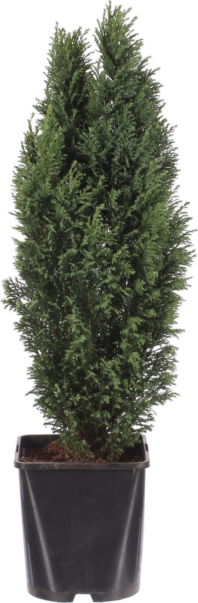 Изображение товара Растение Кипарисовик лавсона элвуди 881840 С2 H30-40