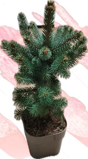 Изображение товара Ель колючая Супер Блю С2, хвойное растение для ландшафта, 25-30 см