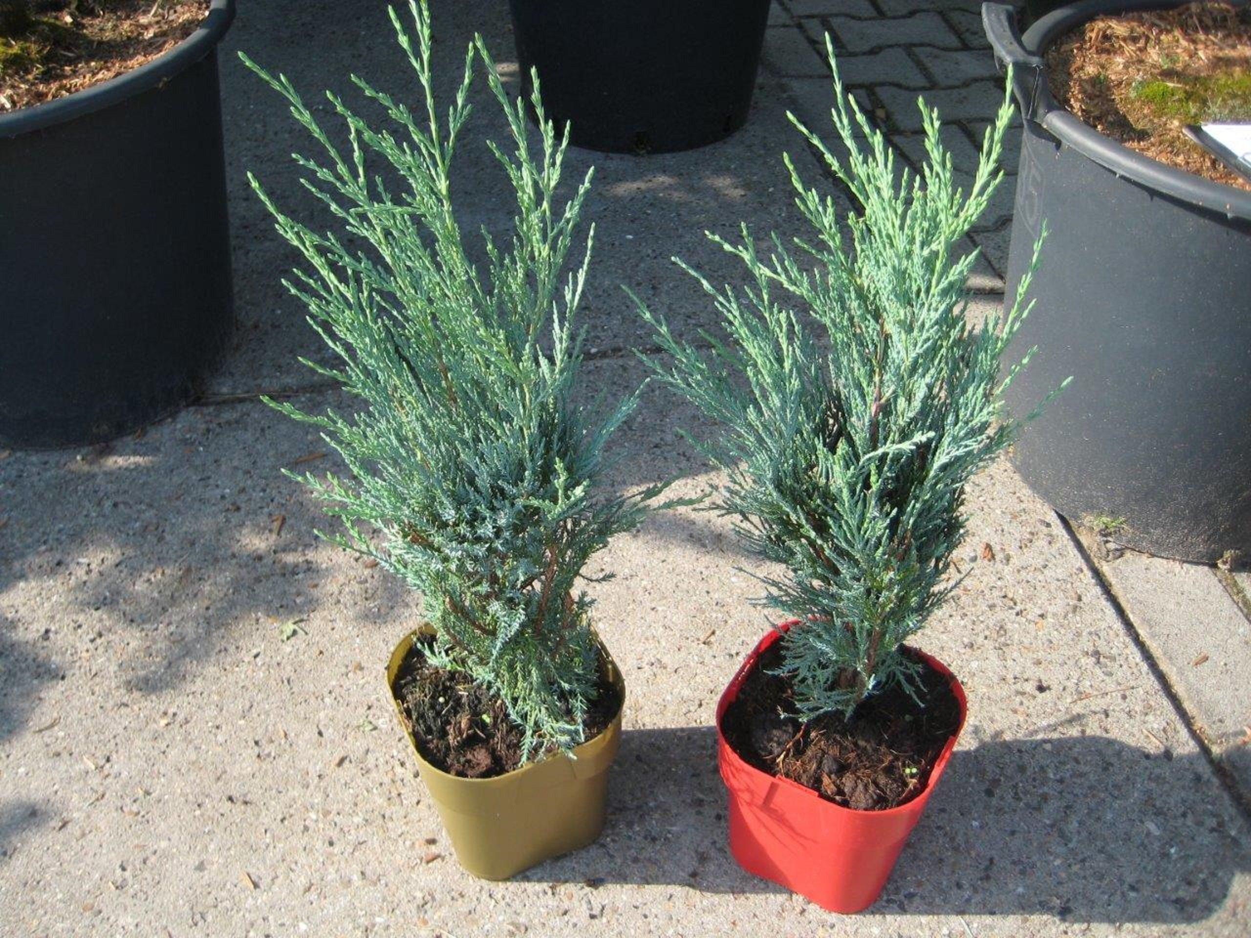 Изображение товара Можжевельник китайский Stricta 1,8-2 м в контейнере для ландшафтного дизайна