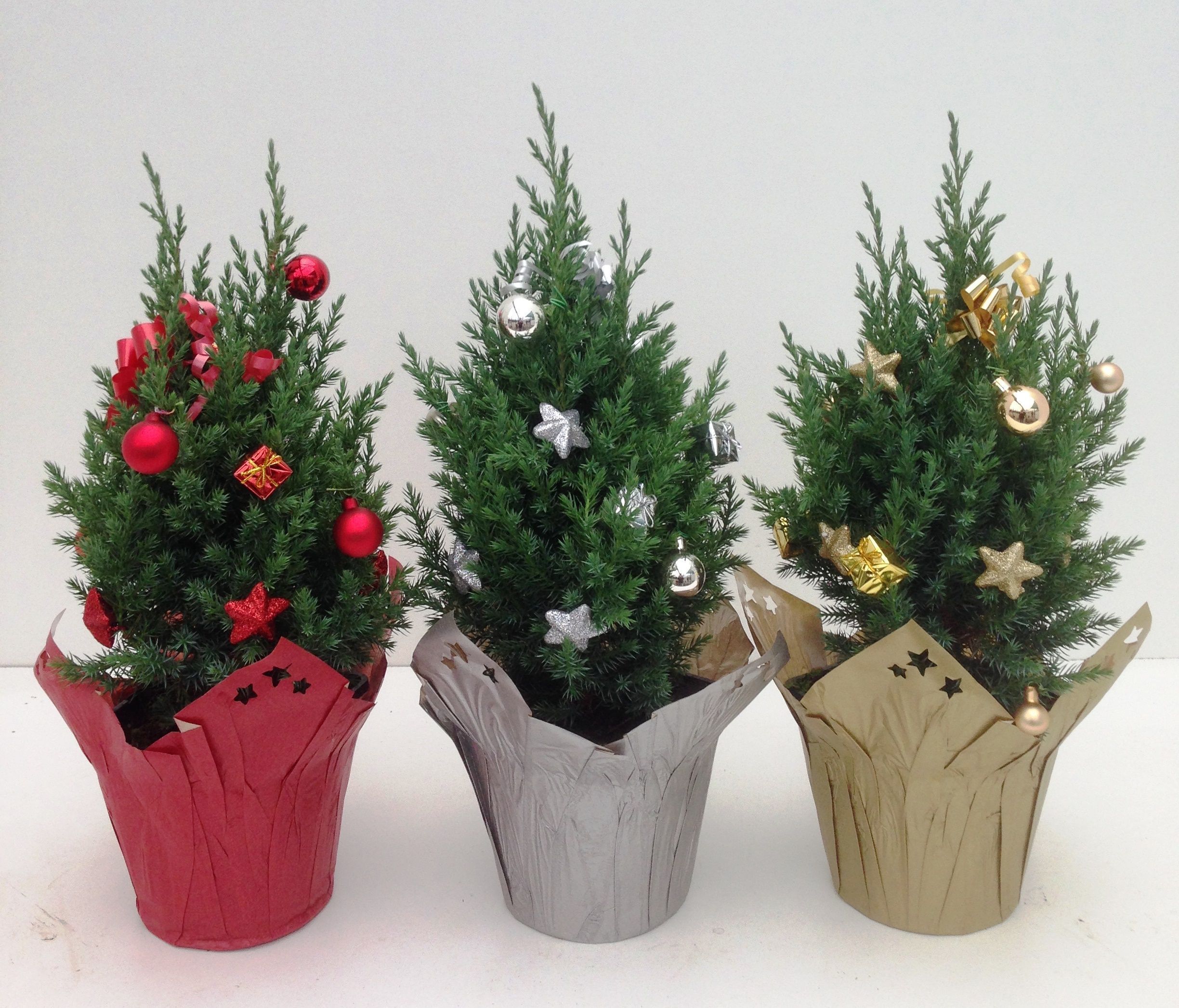 Изображение товара Можжевельник Стрикта с декором H20-25, хвойное растение для ландшафта