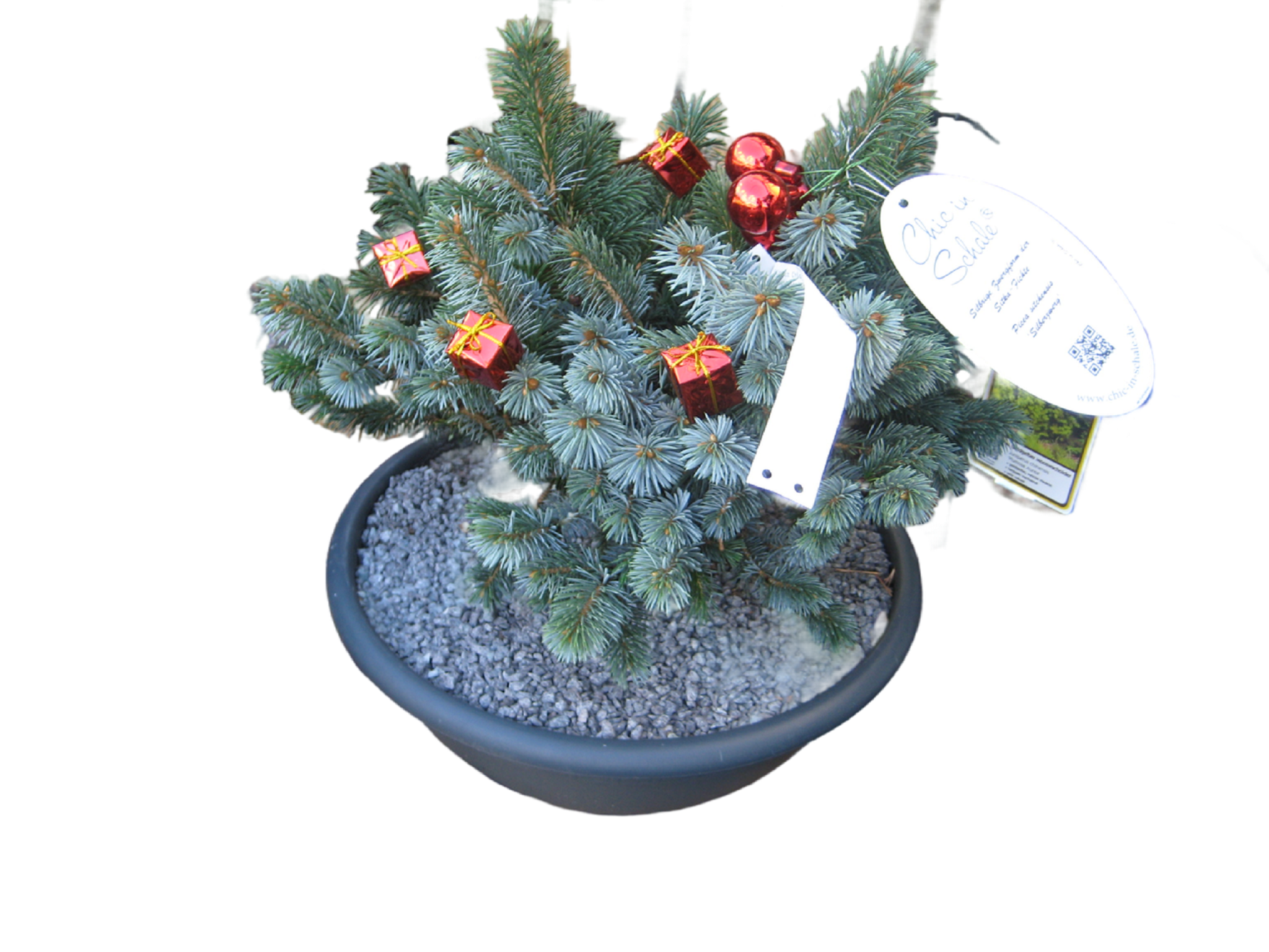 Изображение товара Бонсай микс Кристмас С6 h25-30