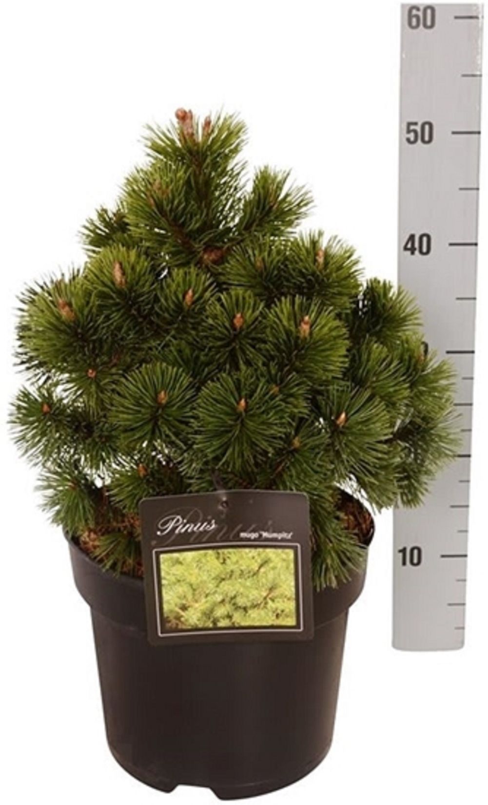 Изображение товара Искусственное растение Ель колючая супер блю 886838 С12 H100 для украшения интерьера