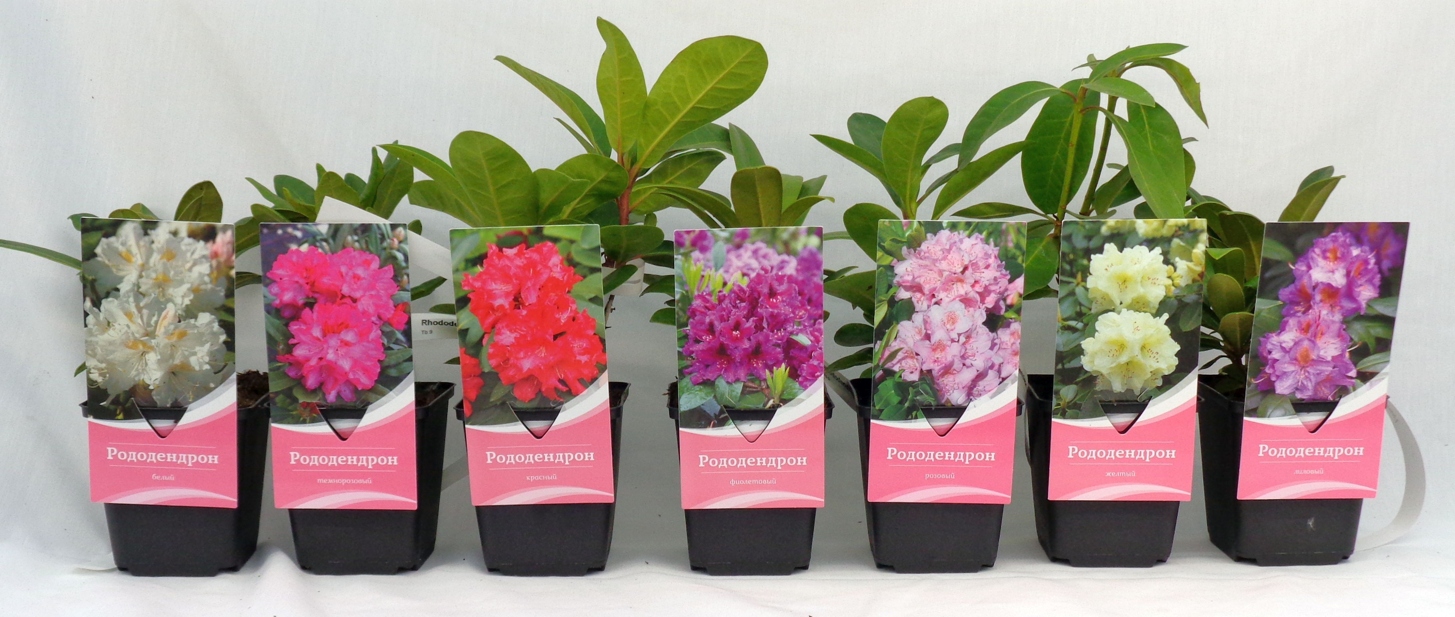 Изображение товара Растение Рододендрон гибридный микс 896608 P9 для вашего сада
