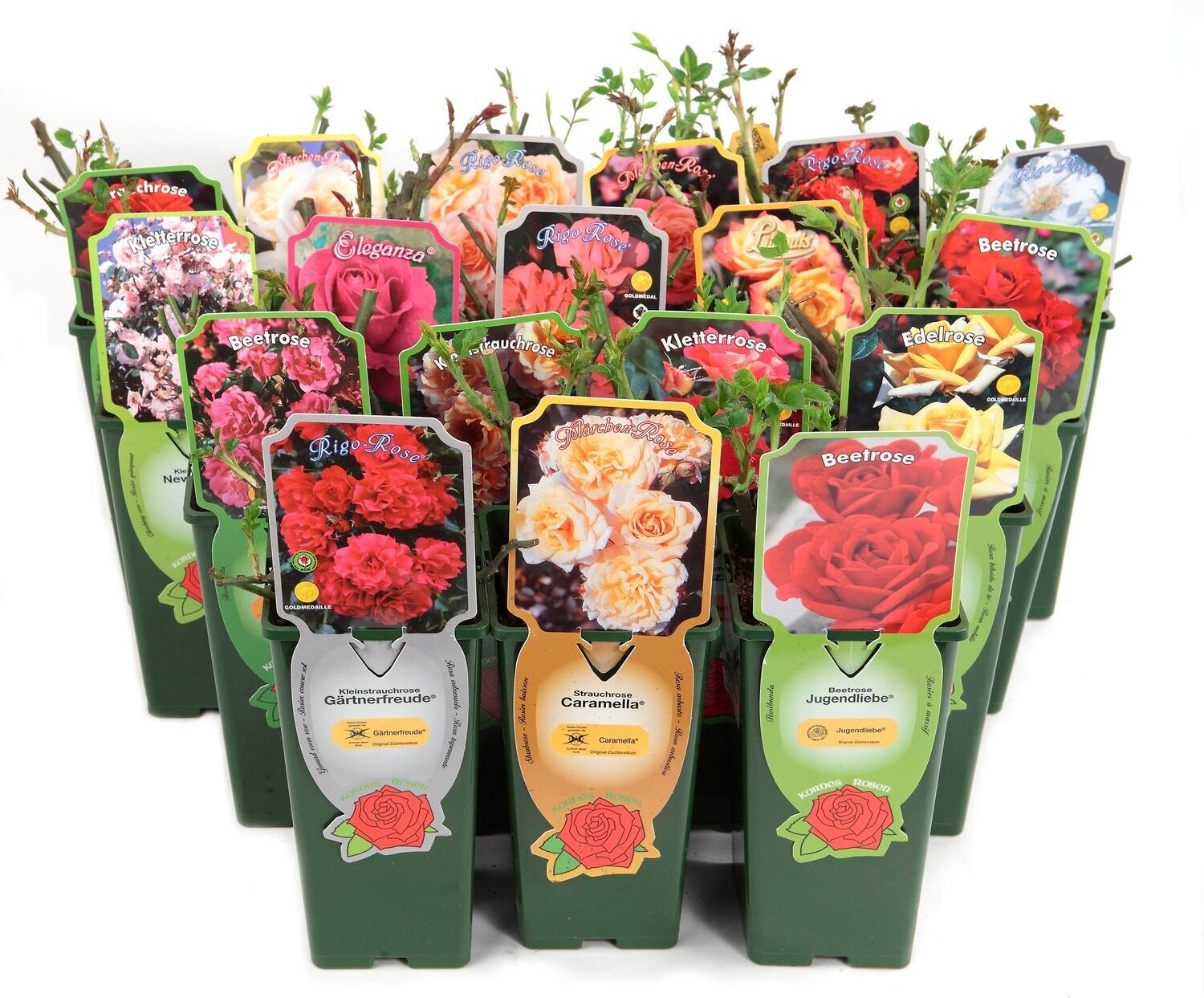 Изображение товара Роза кордес плетистая микс 896486 С2 - декоративное растение для сада