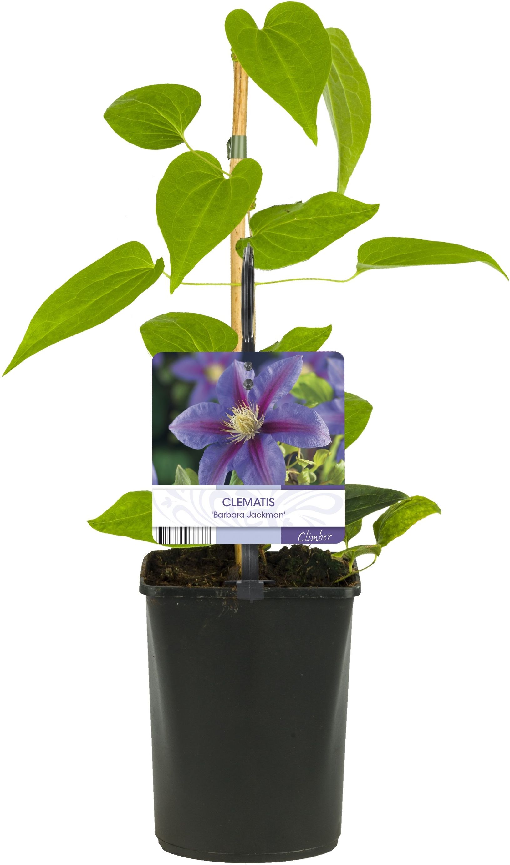 Изображение товара Растение Клематис микс 896677 С0, 7 - декоративное садовое растение