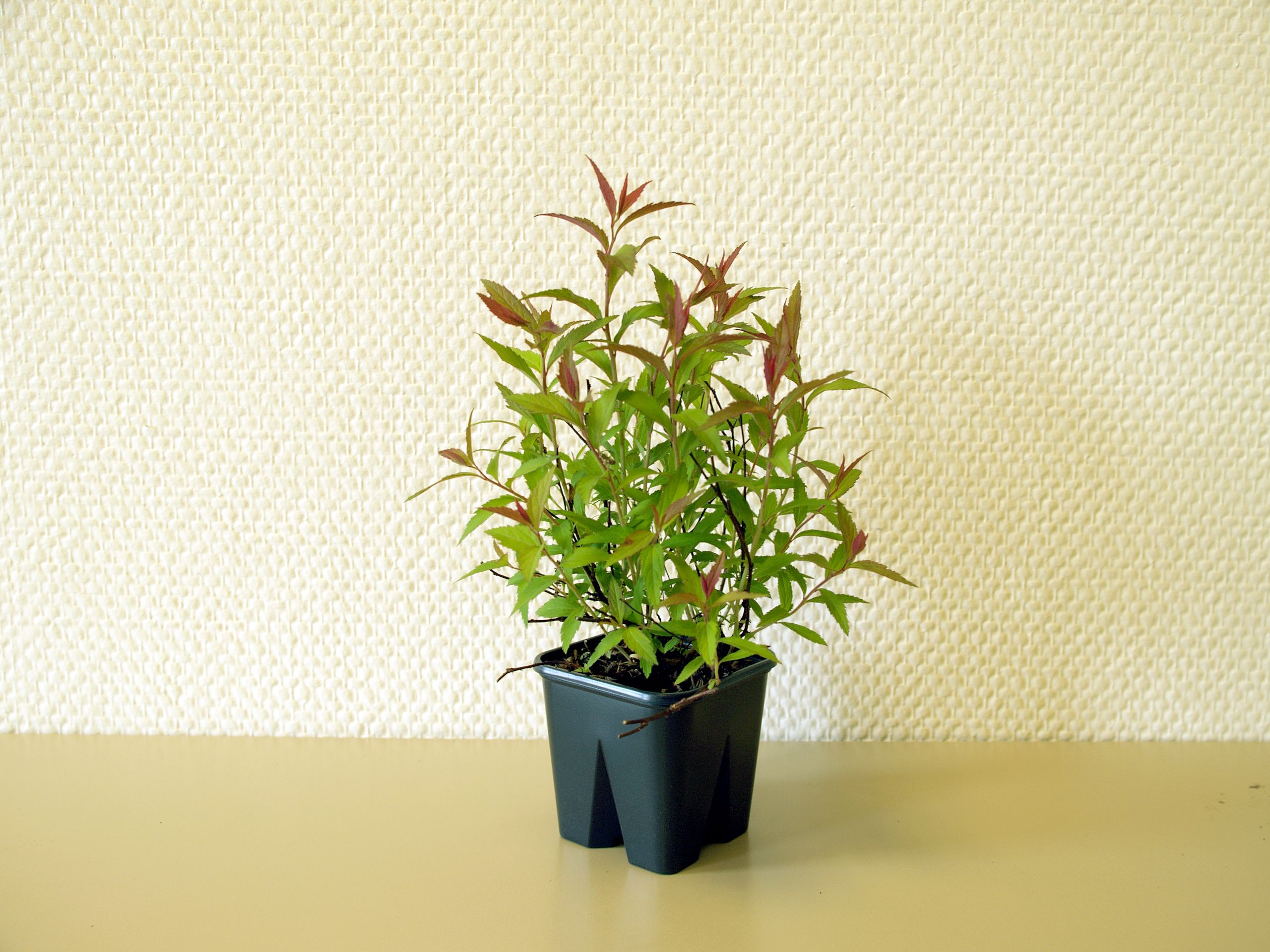 Изображение товара Растение Спирея микс 896899 P9 - декоративный кустарник для сада