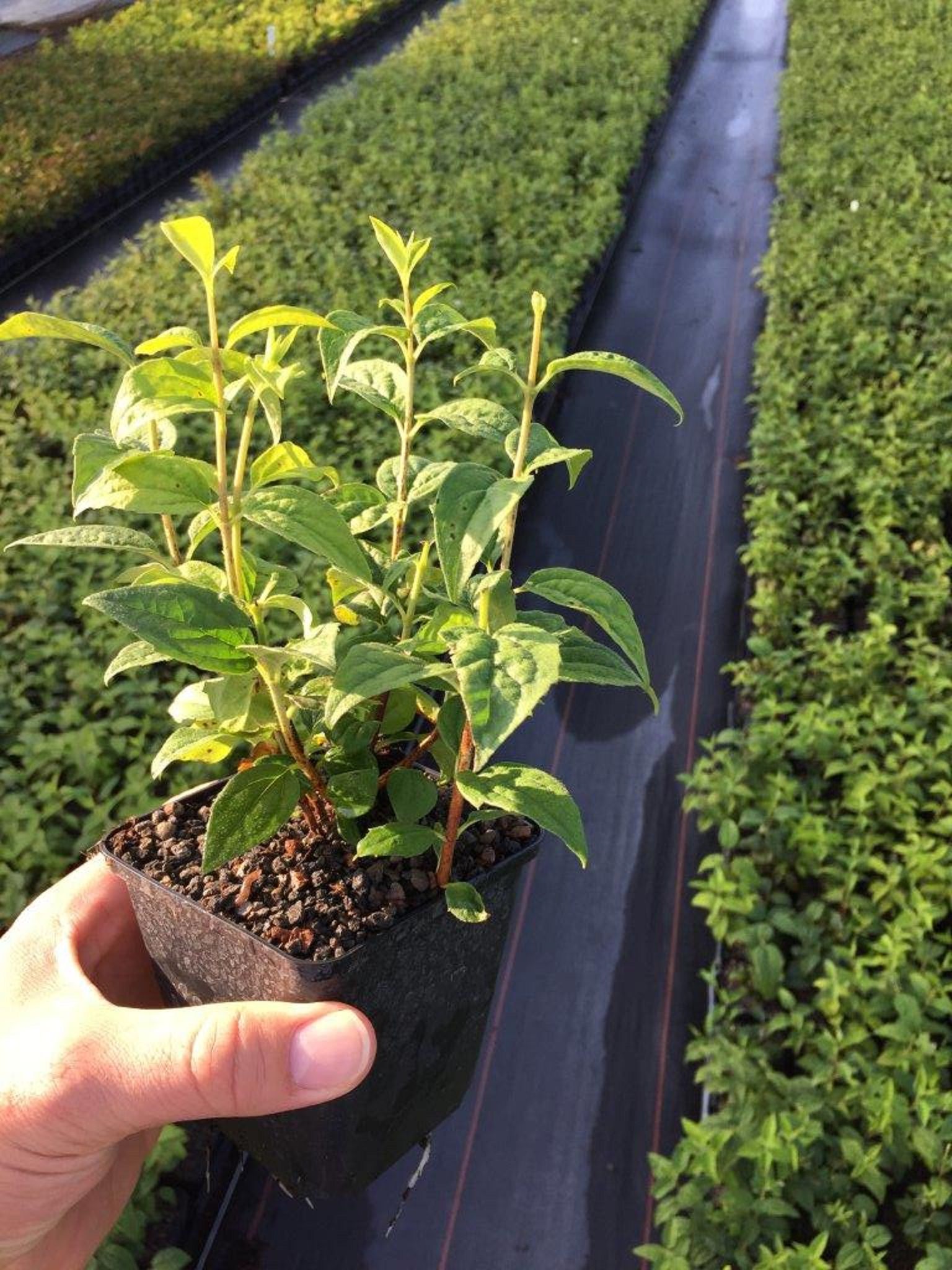 Изображение товара Растение Чубушник микс 896844 P9 - яркое ароматное декоративное растение