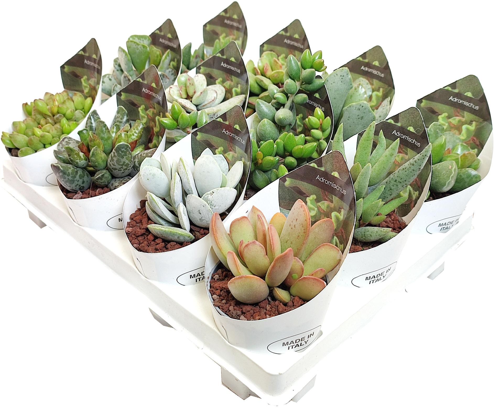 Изображение товара Растение адромискус микс D6,5 см для украшения интерьера и сада