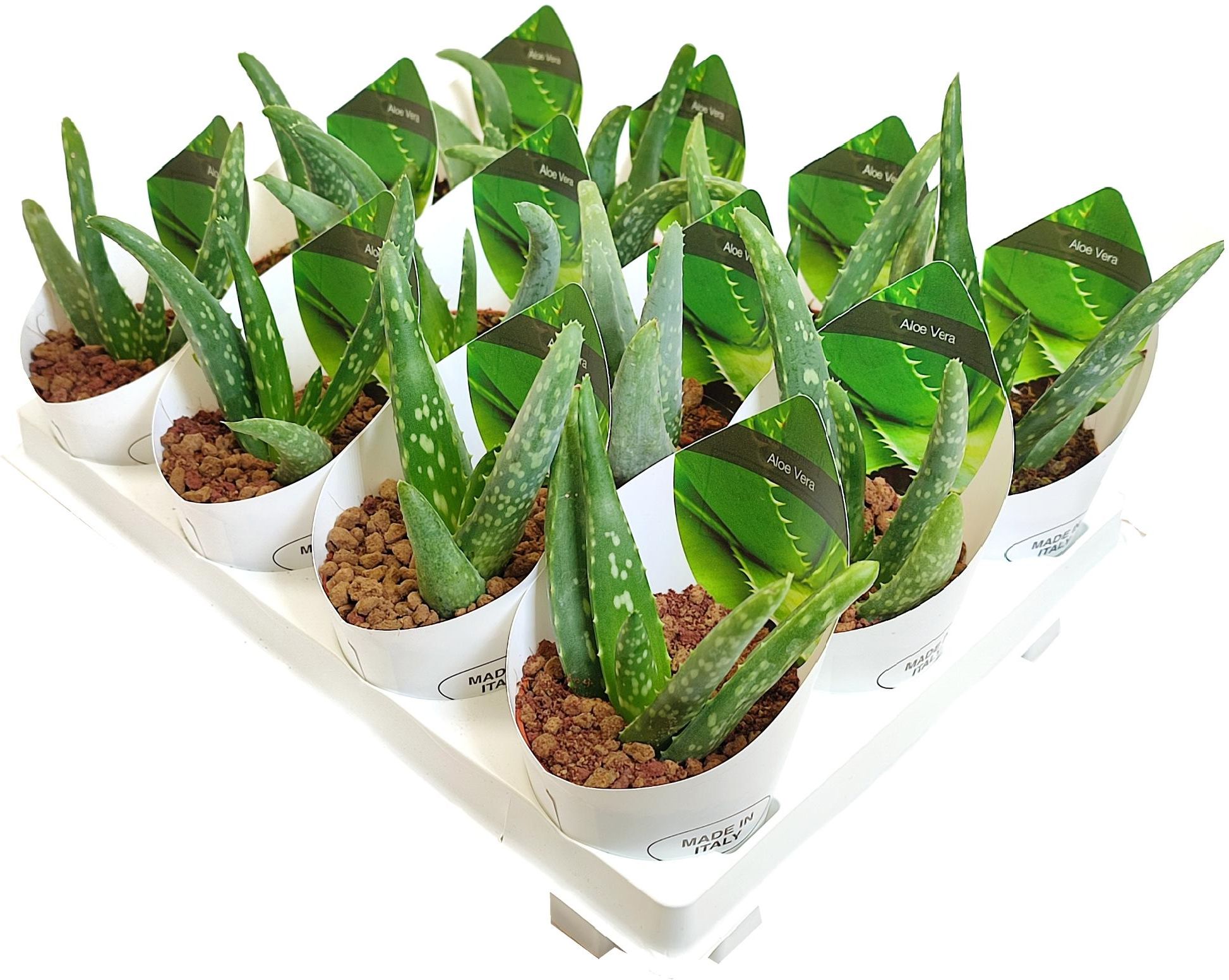 Изображение товара Растение алоэ вера D6,5 см натуральное декоративное растение