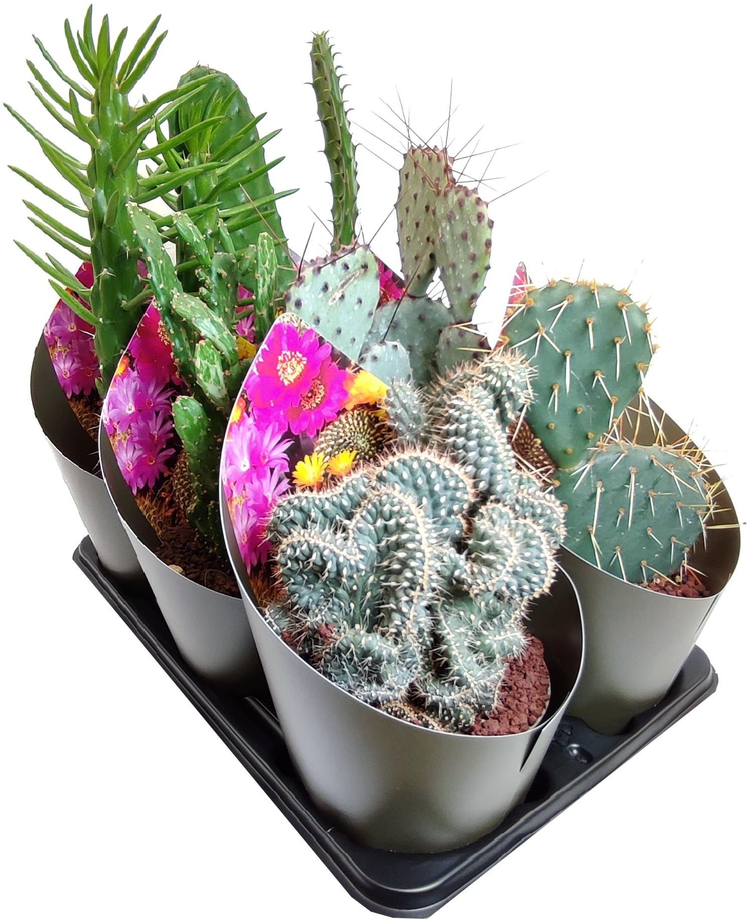 Изображение товара Растение Кактус опунция D14 см - декоративное комнатное растение