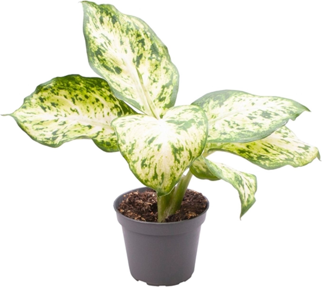 Изображение товара Растение Диффенбахия макулата D6 H15 см