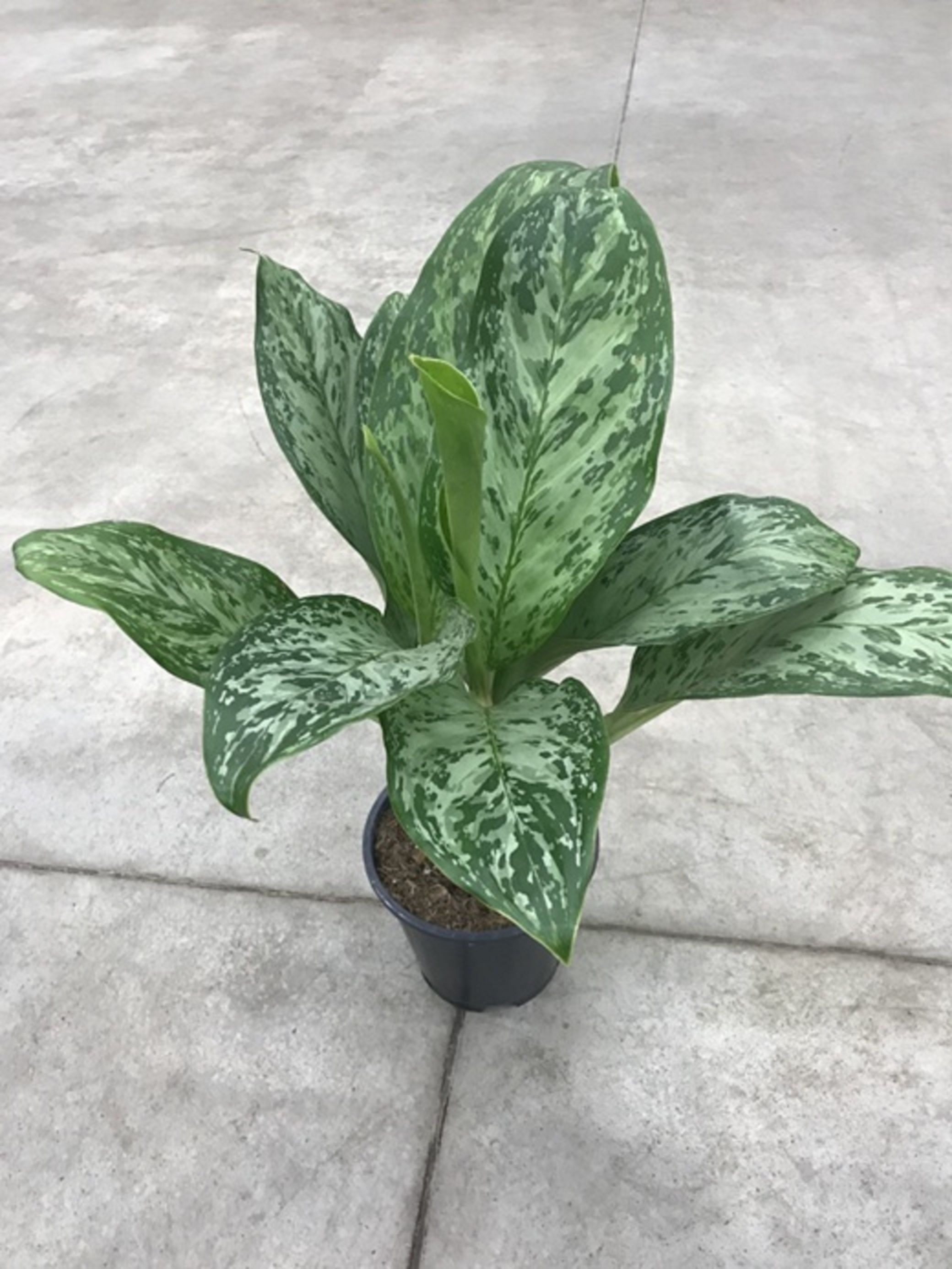 Изображение товара Декоративное растение аглаонема гринлайт D17 H45 см для интерьеров