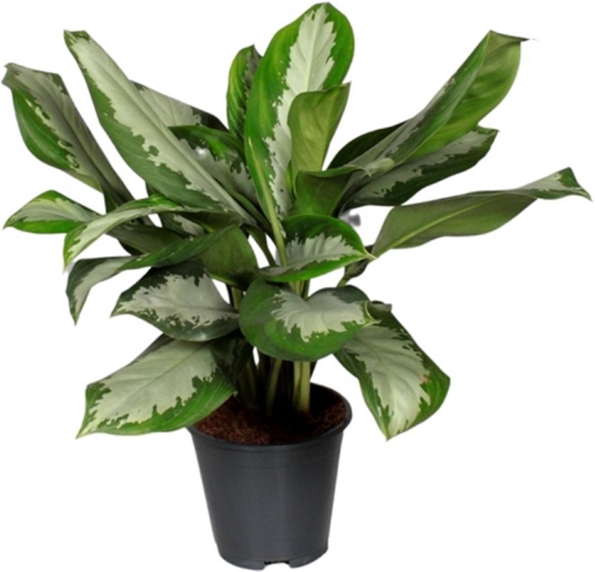 Изображение товара Растение Аглаонема даймонд D17 H45 см - декоративное комнатное растение