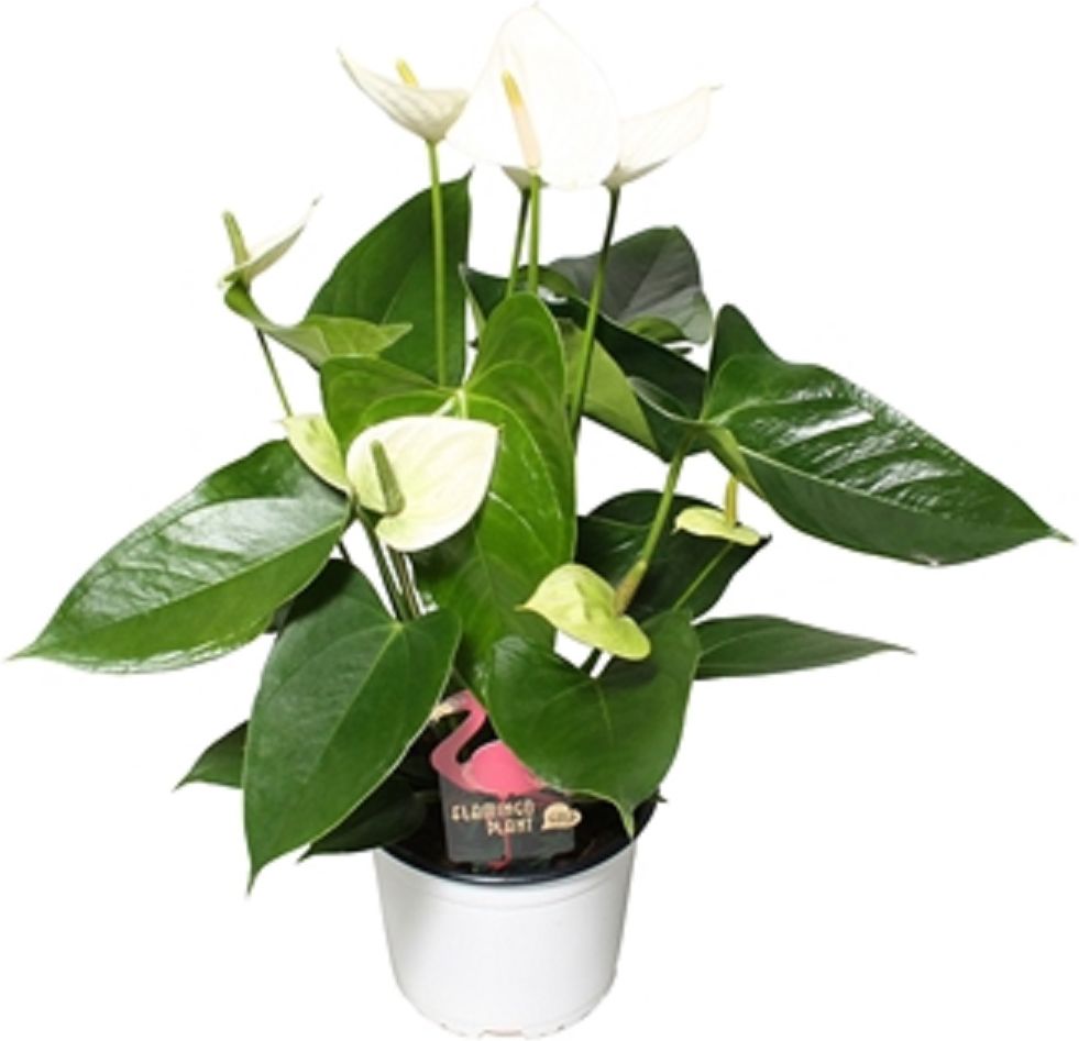 Изображение товара Растение Антуриум сакура D24 H65 см - яркое живое украшение интерьера