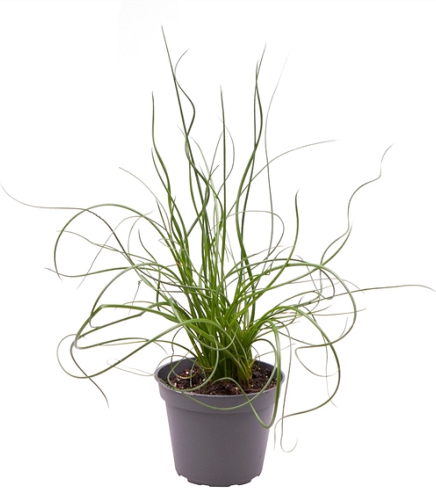 Изображение товара Растение джункус спираль D6 H22 см декоративное для интерьера и сада