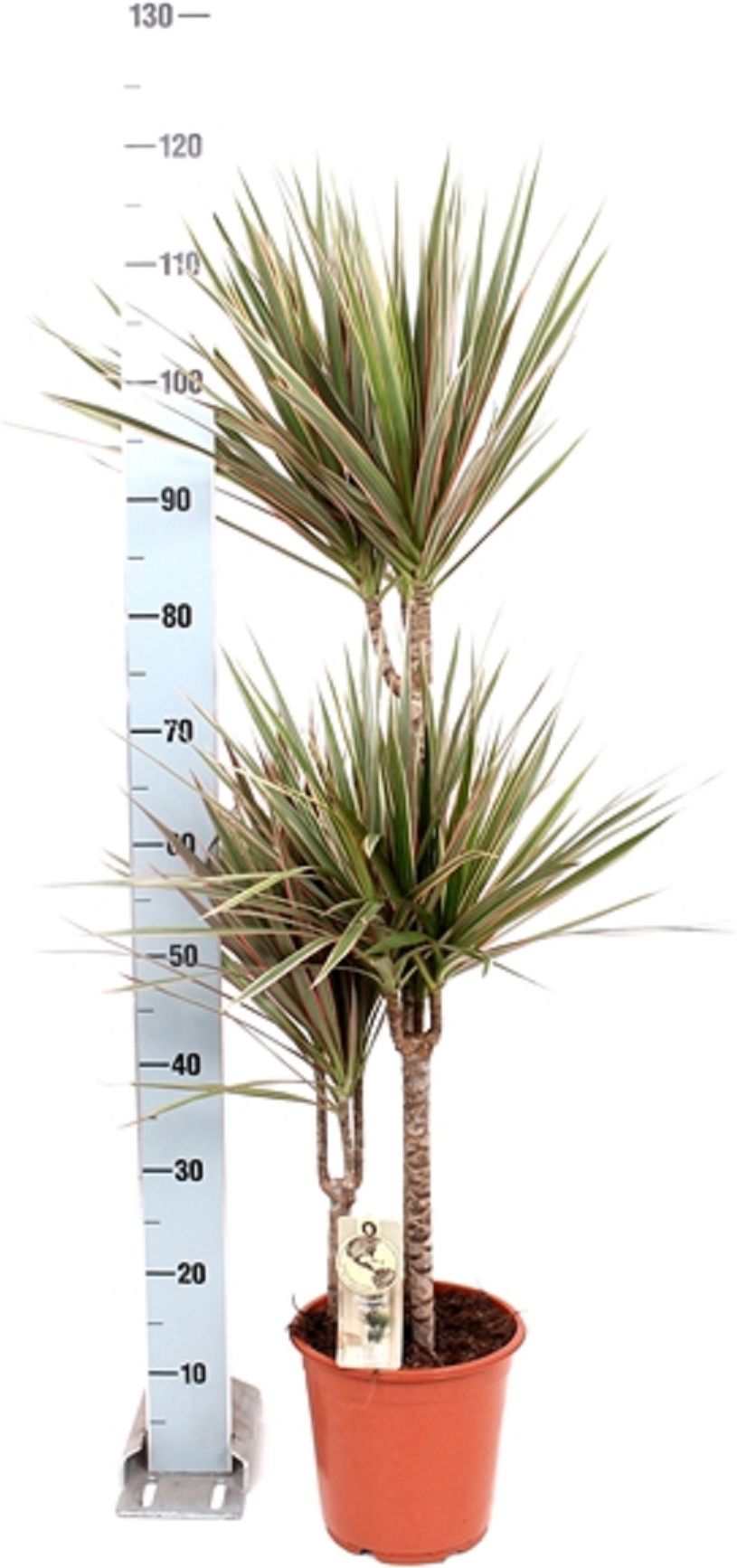 Изображение товара Растение Драцена биколор 4 D27 H180 см - декоративное комнатное растение