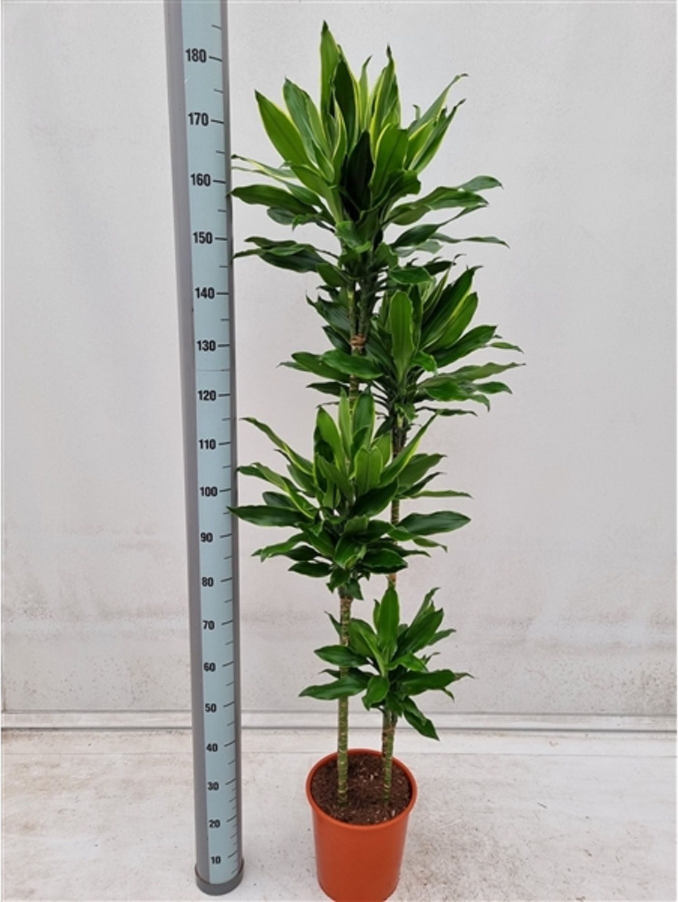 Изображение товара Растение Драцена голден D27 H160 см