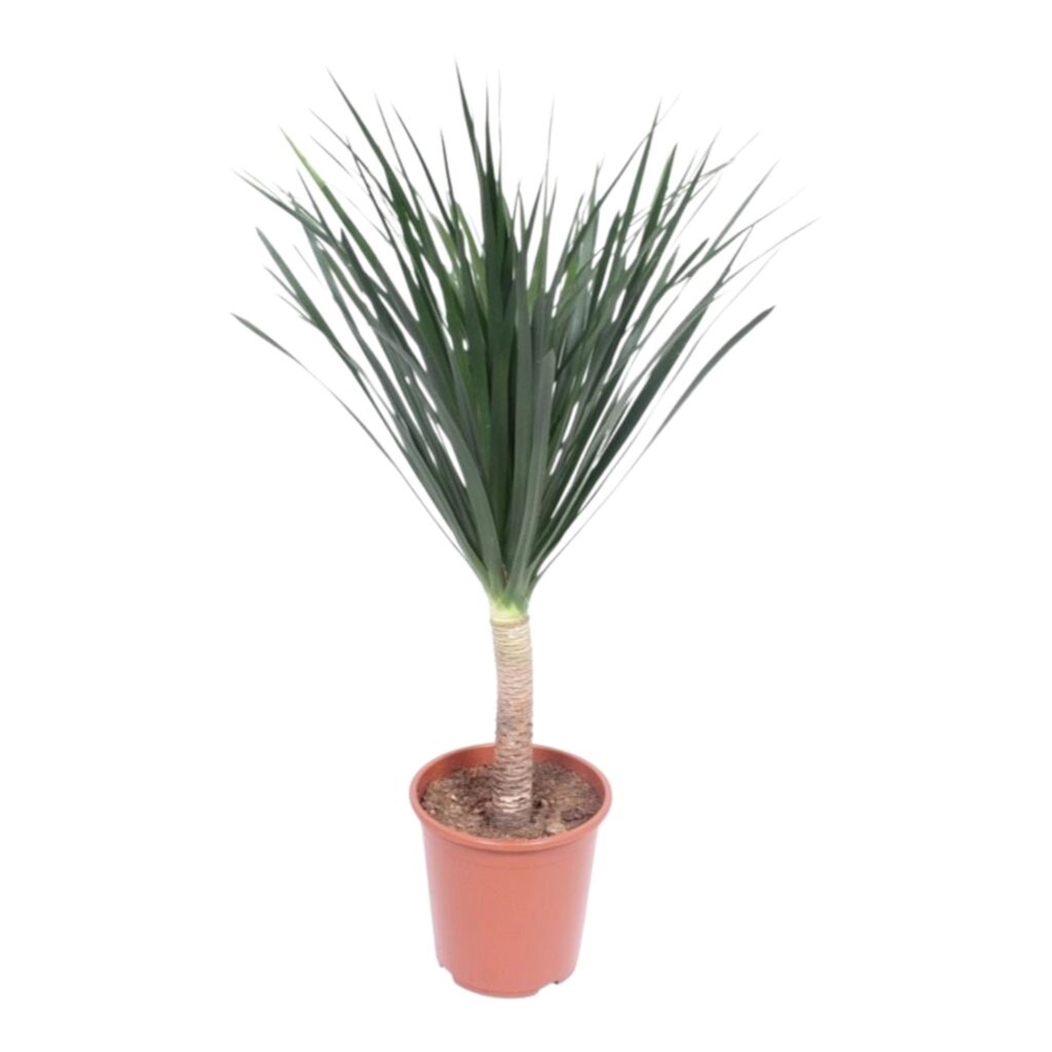 Изображение товара Декоративное растение драцена драко D27 H140 см для интерьера