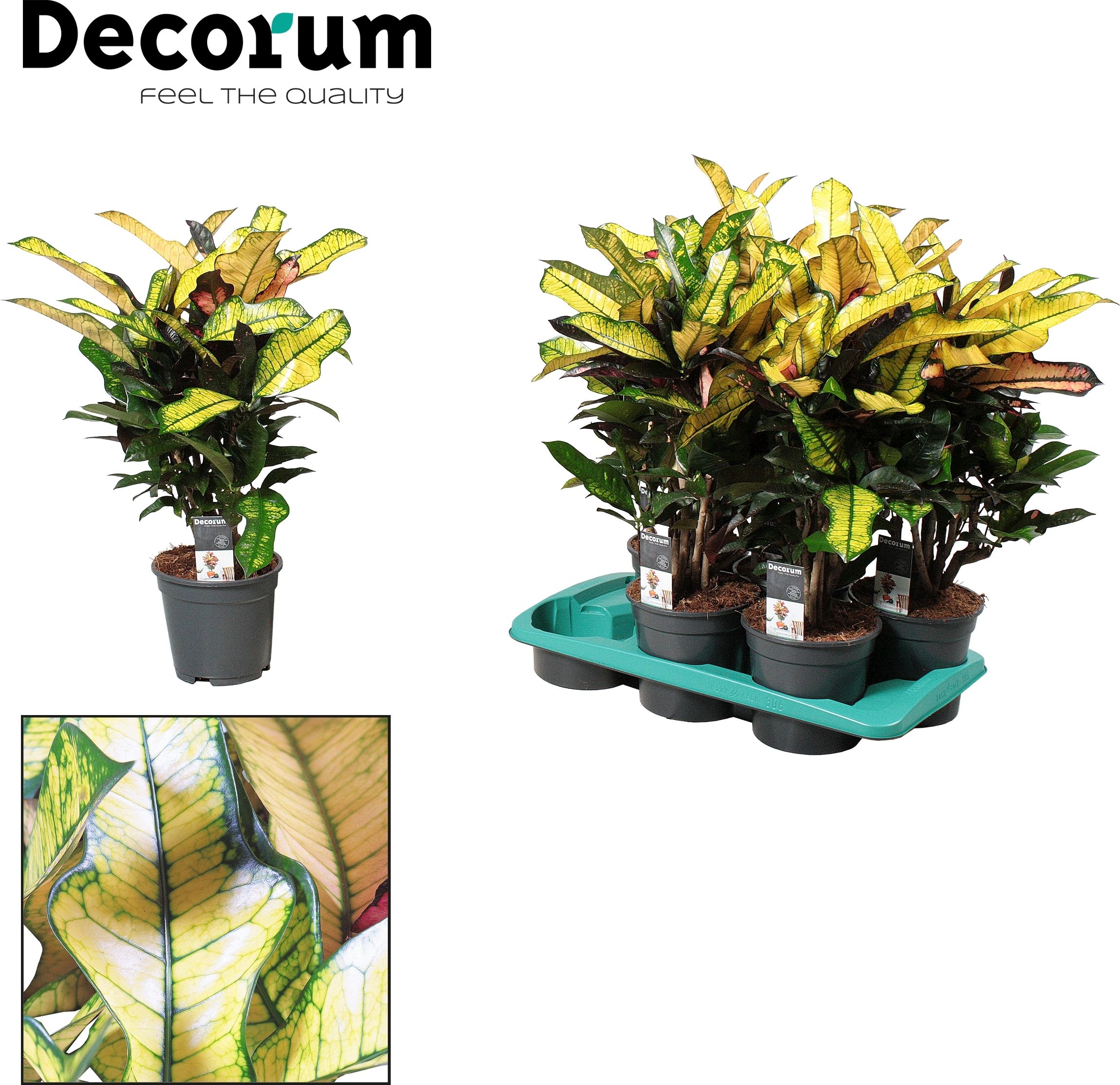 Изображение товара Декоративное растение кодиеум вилма D17 H60 см для интерьера и сада