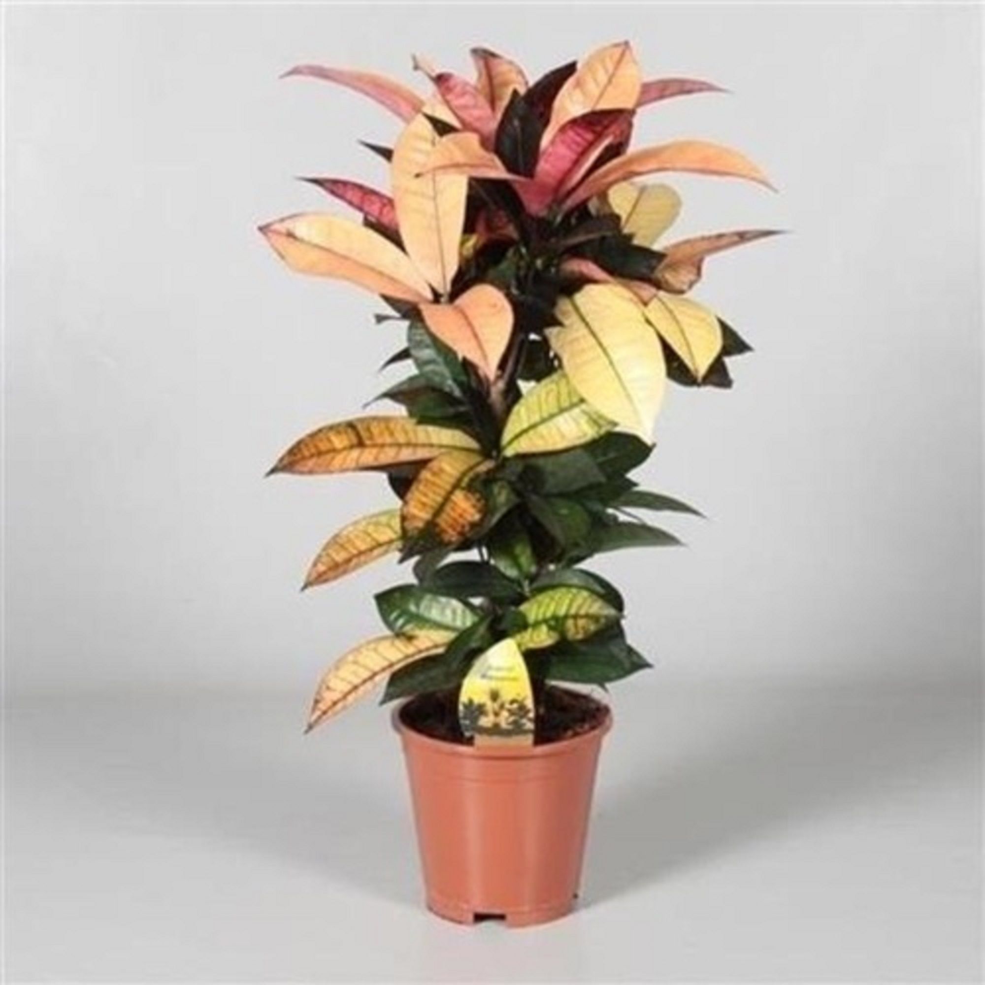 Изображение товара Декоративное растение кодиеум м Айстон D19 H70 см для дома и офиса