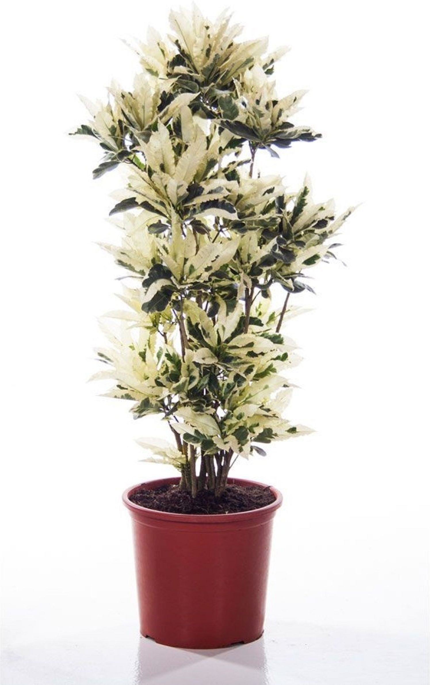 РастениекодиеумтамараD27H100см