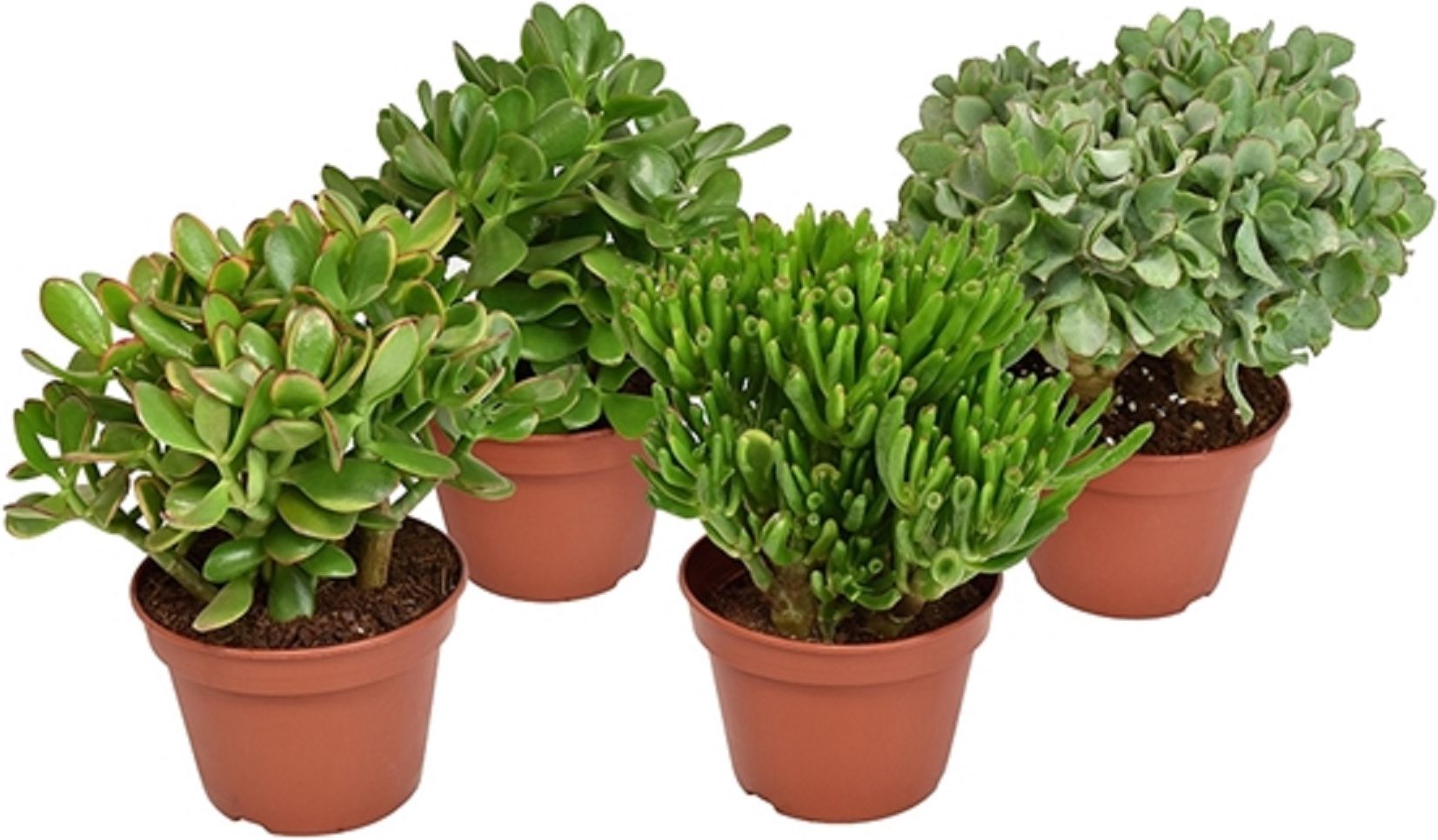 Изображение товара Крассула микс D25 H35 см - эффектное комнатное растение для дома и офиса