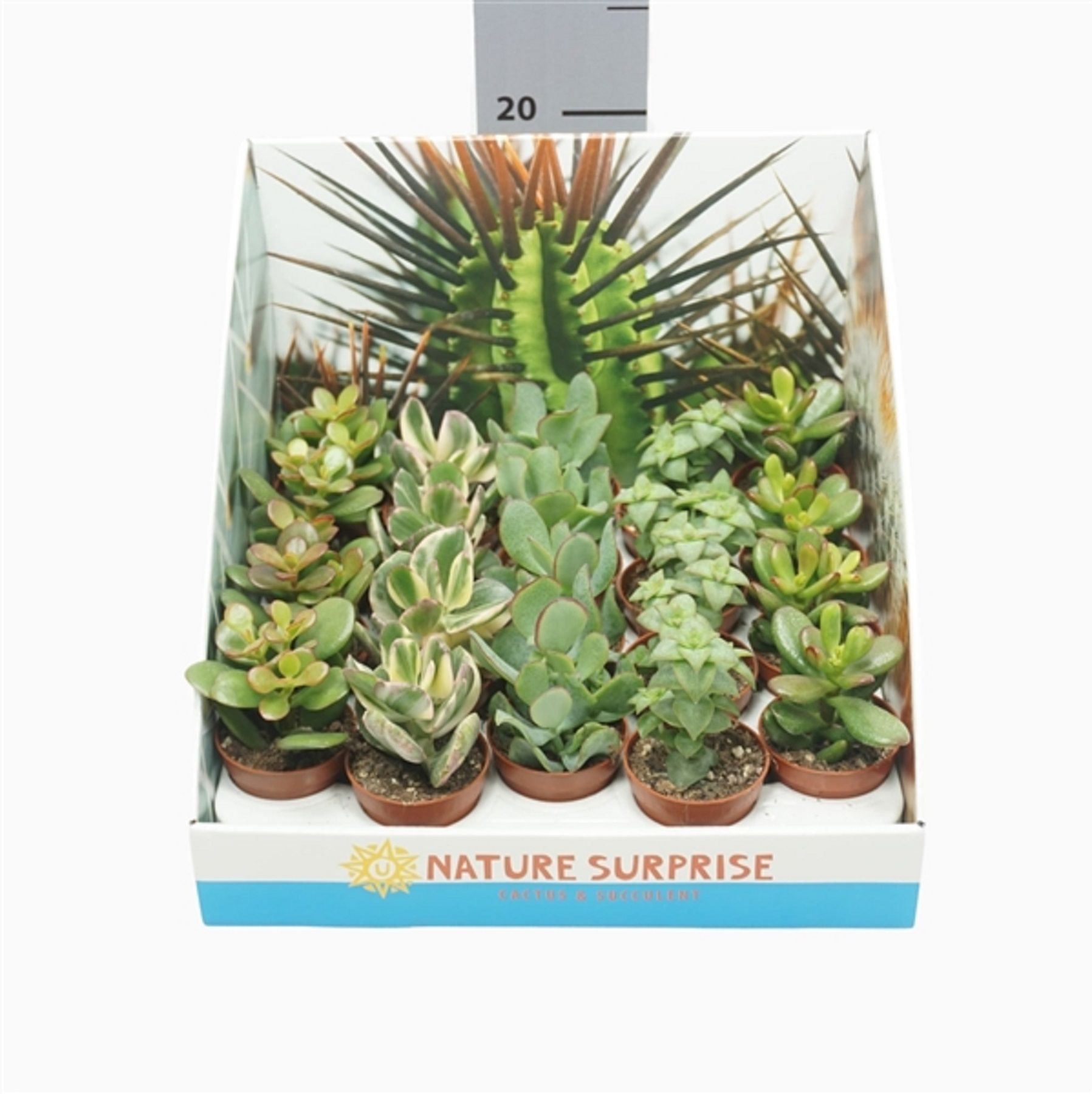 Изображение товара Растение крассула микс D5,5 H10 см