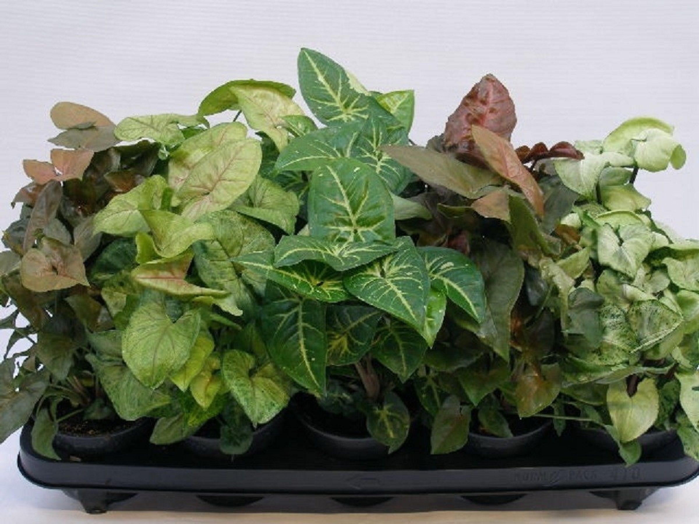 Изображение товара Растение сингониум микс D12 H25 см