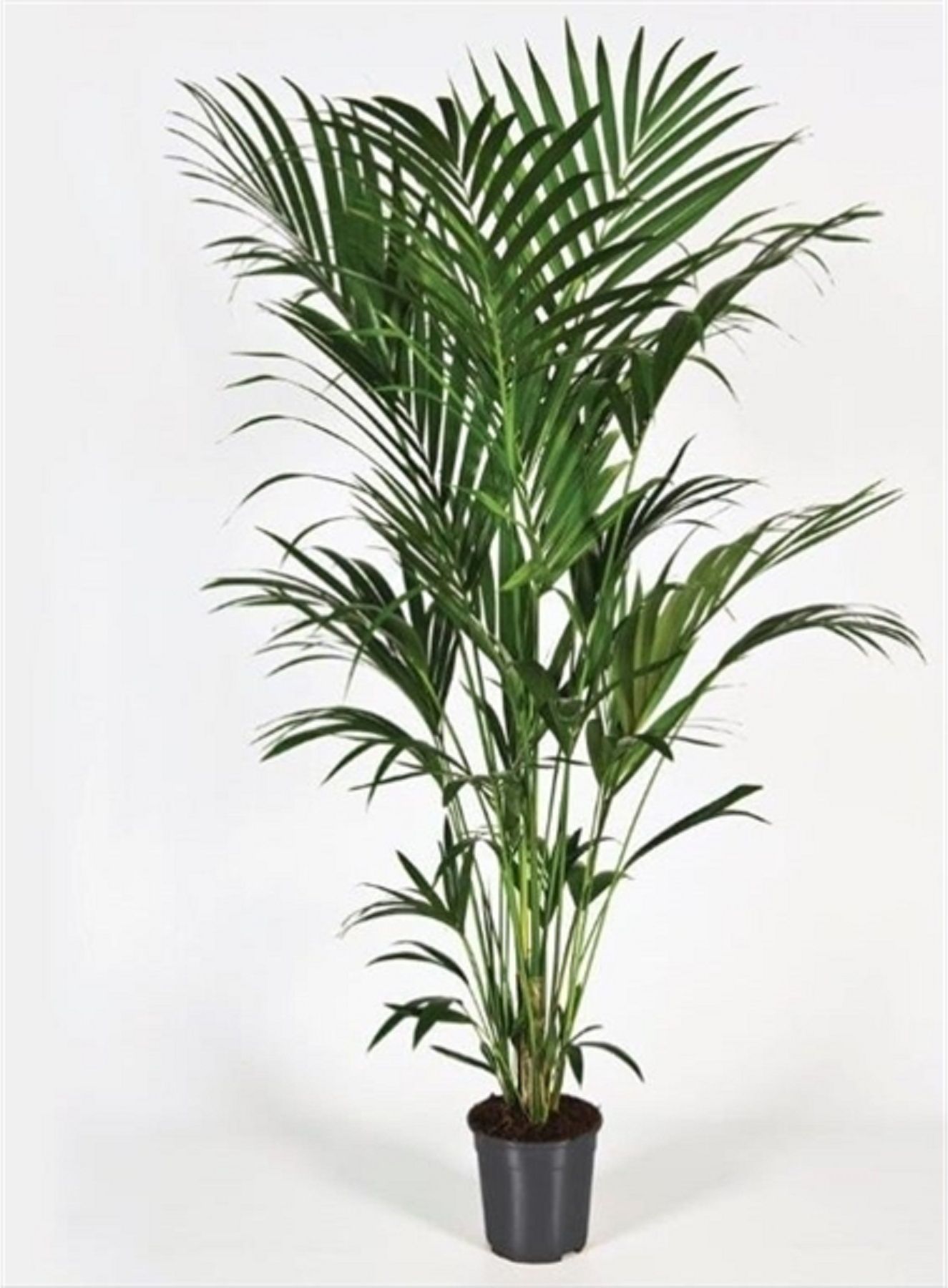 Изображение товара Растение ховея форстери D17 H75 см декоративное комнатное растение