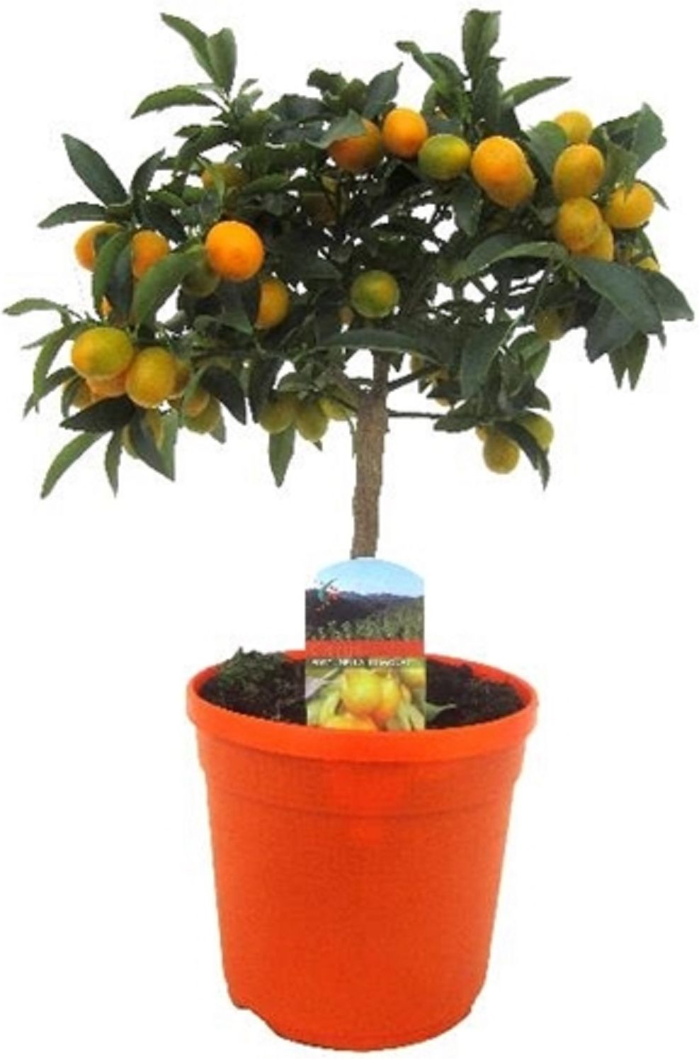 Изображение товара Растение Цитрус кумкват D21 H70 см для дома и сада