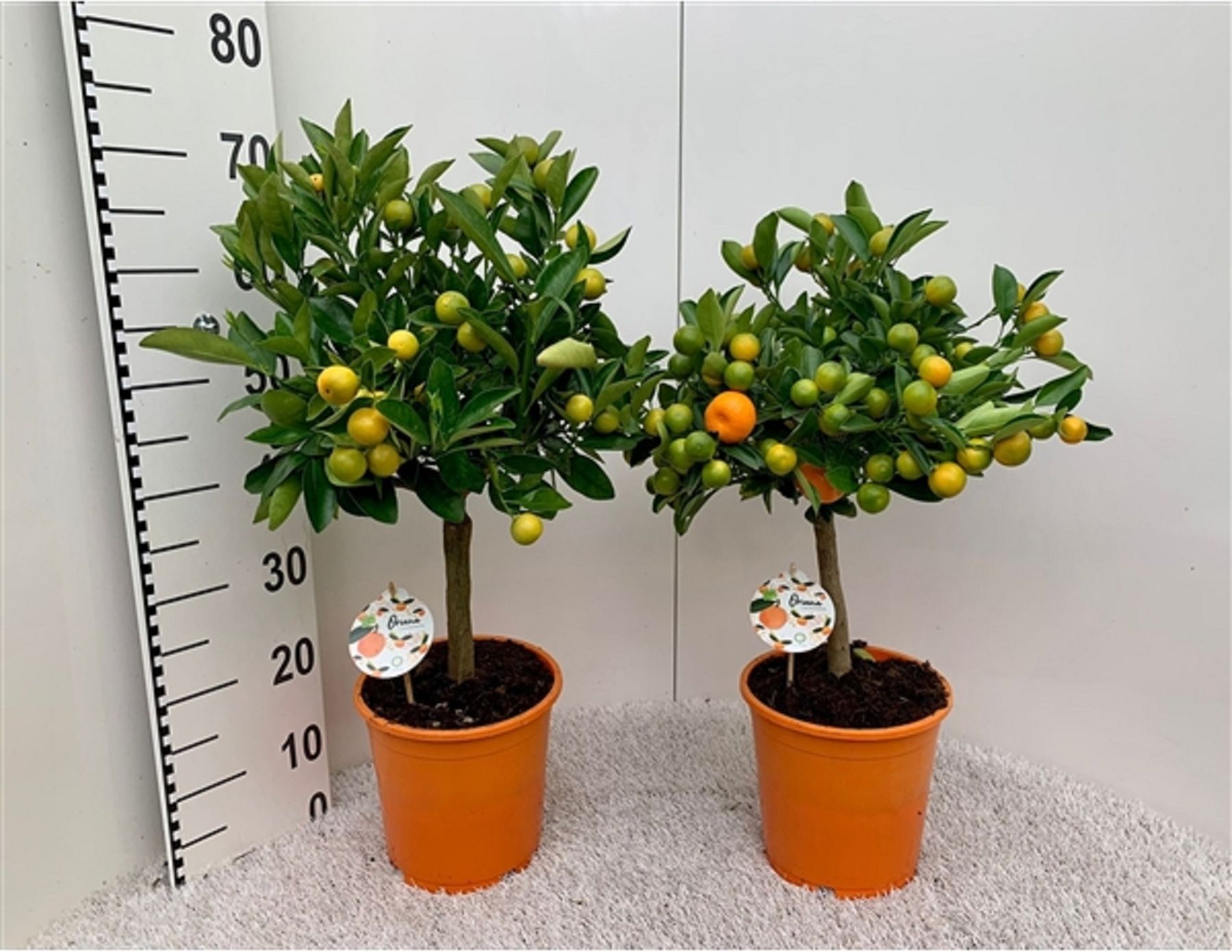 Изображение товара Растение Цитрус ориана D15 H50 см для интерьера и экстерьера