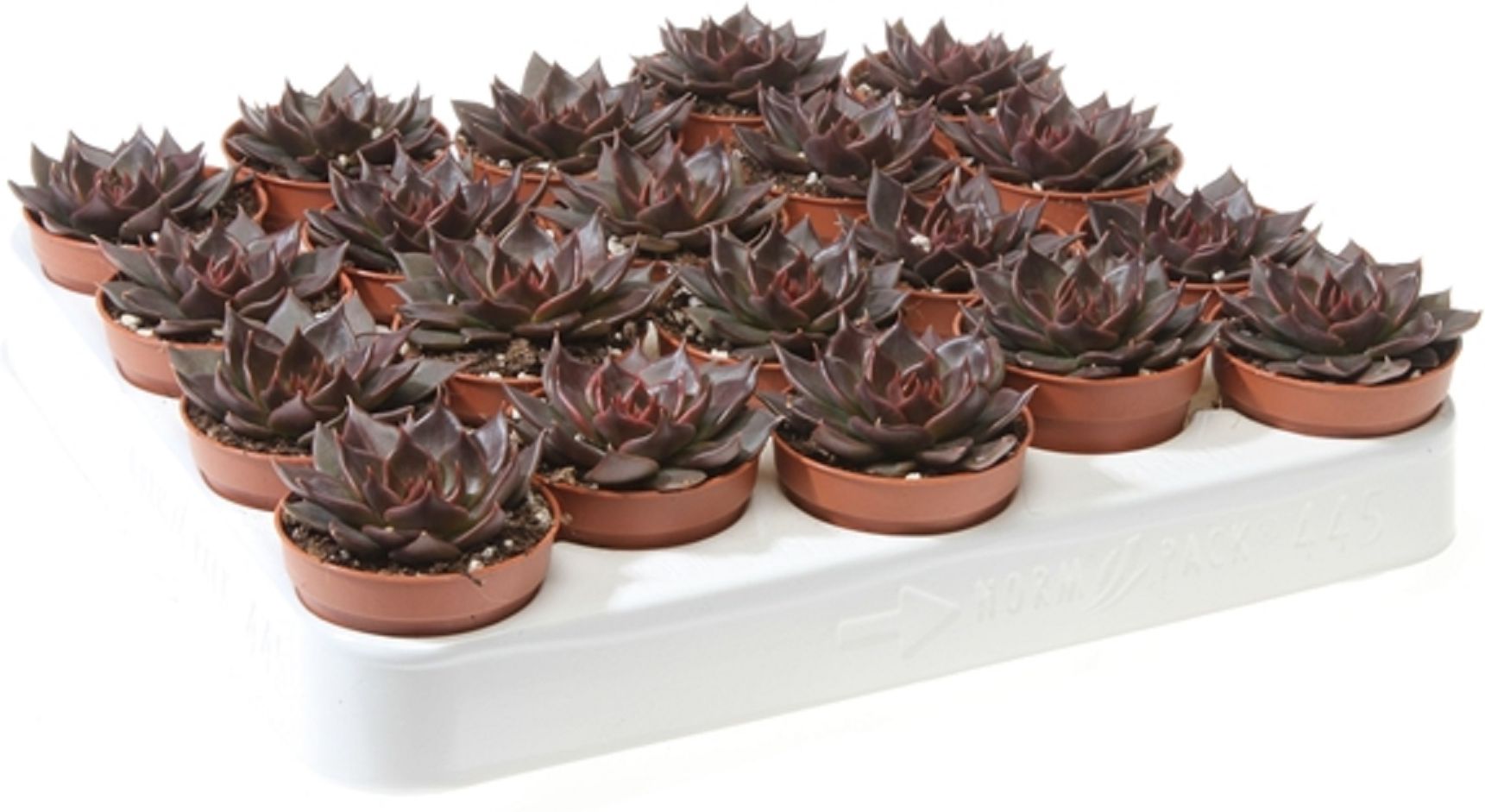 Изображение товара Растение Эхеверия блэк принц D8,5 H12 см