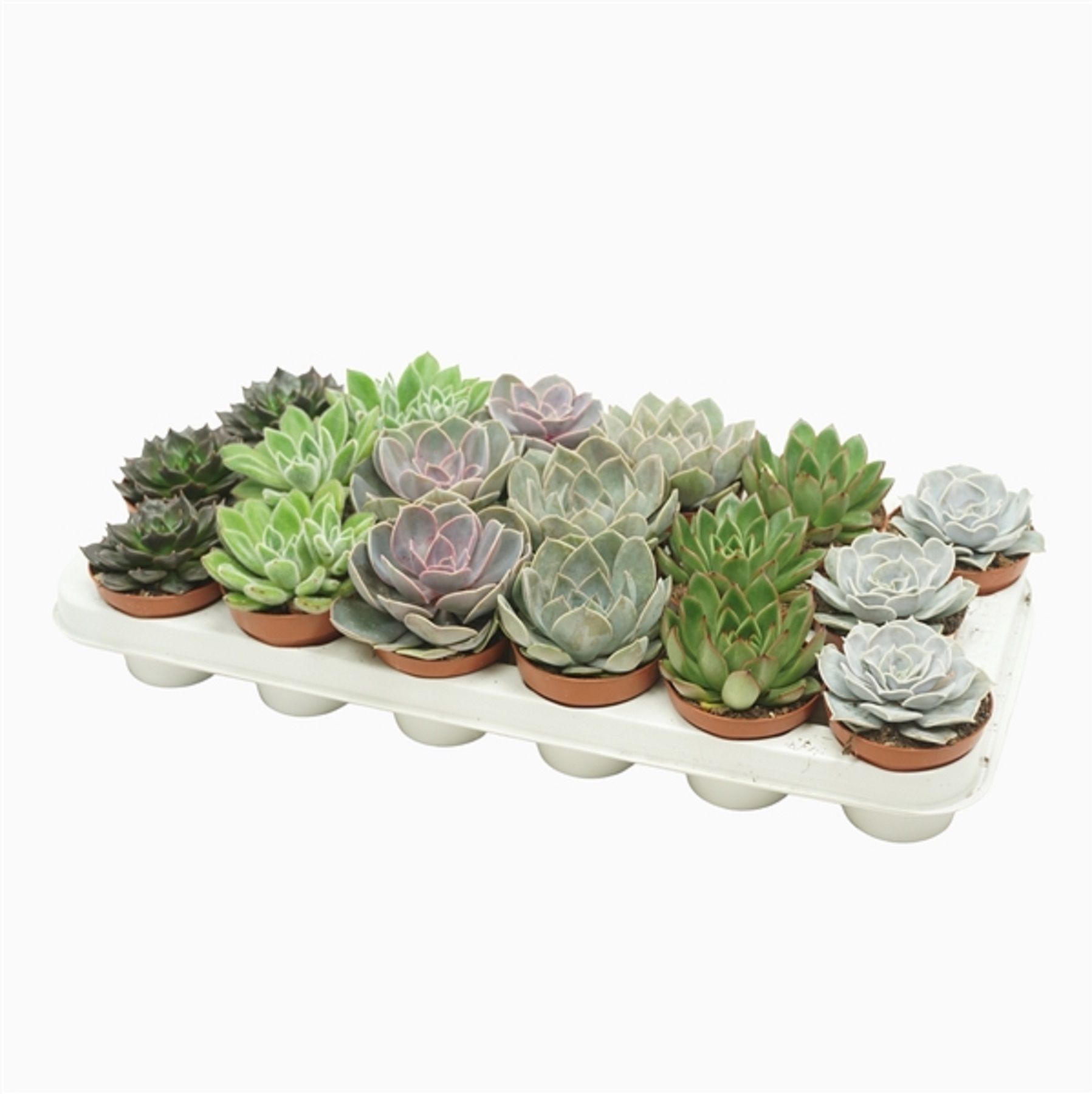 Изображение товара Растение Эхеверия деремская D8,5 H15 см