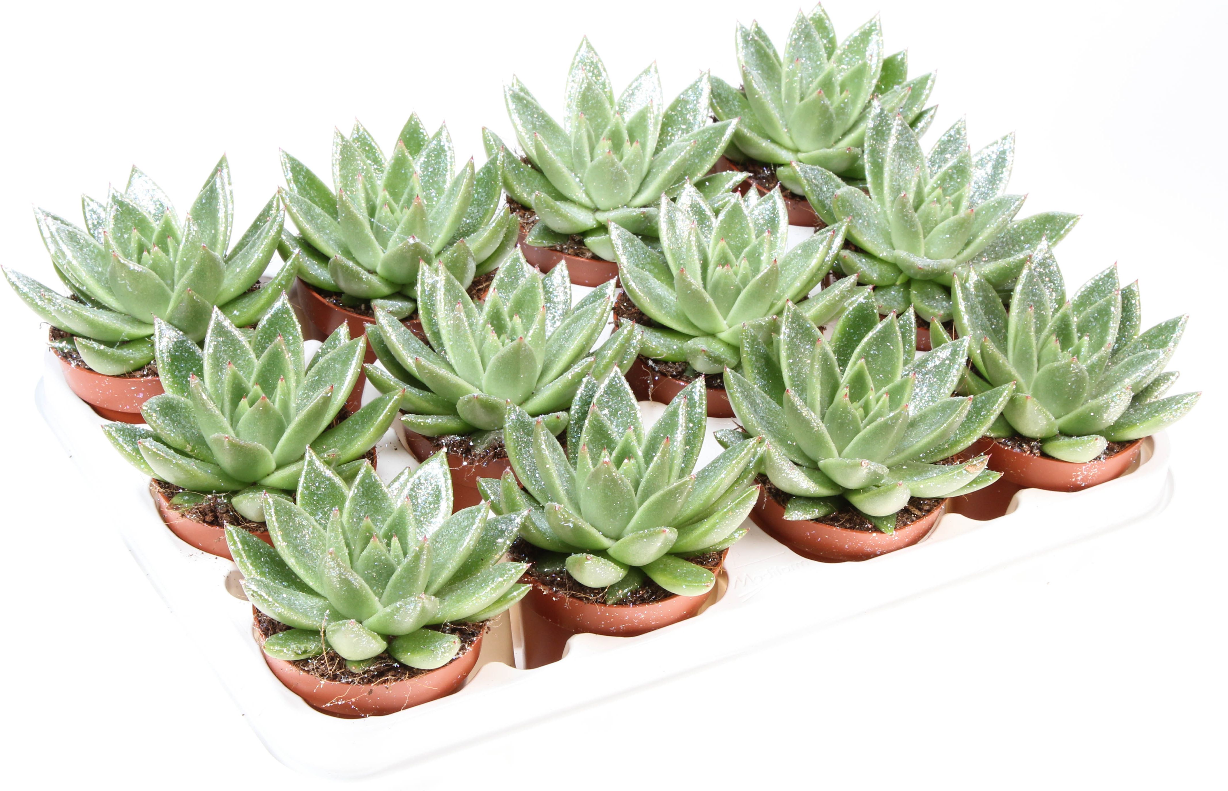 Изображение товара Эхеверия миранда - красивое суккулентное растение в горшке