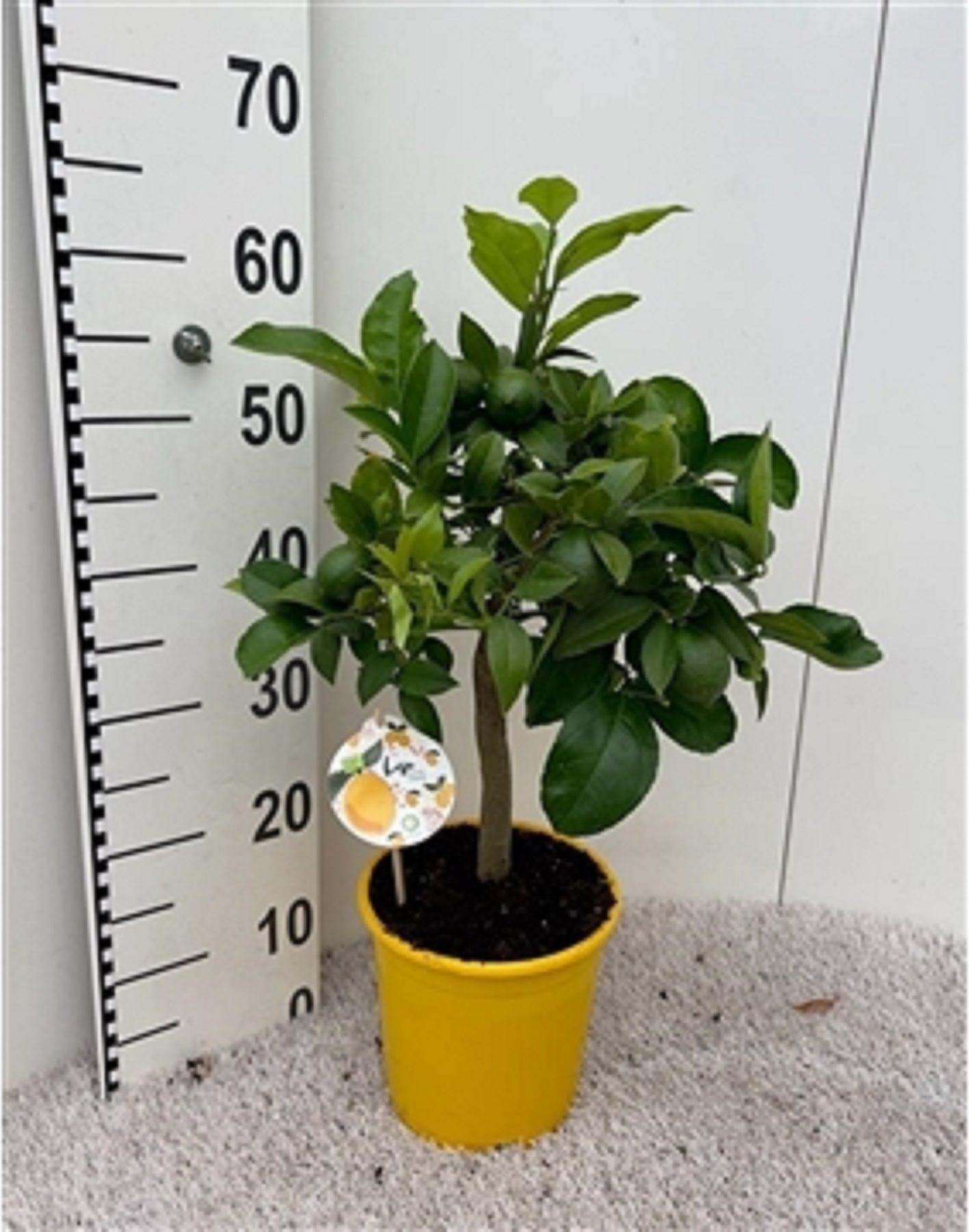 Изображение товара Растение Цитрус лемон лиза D19 H65 см