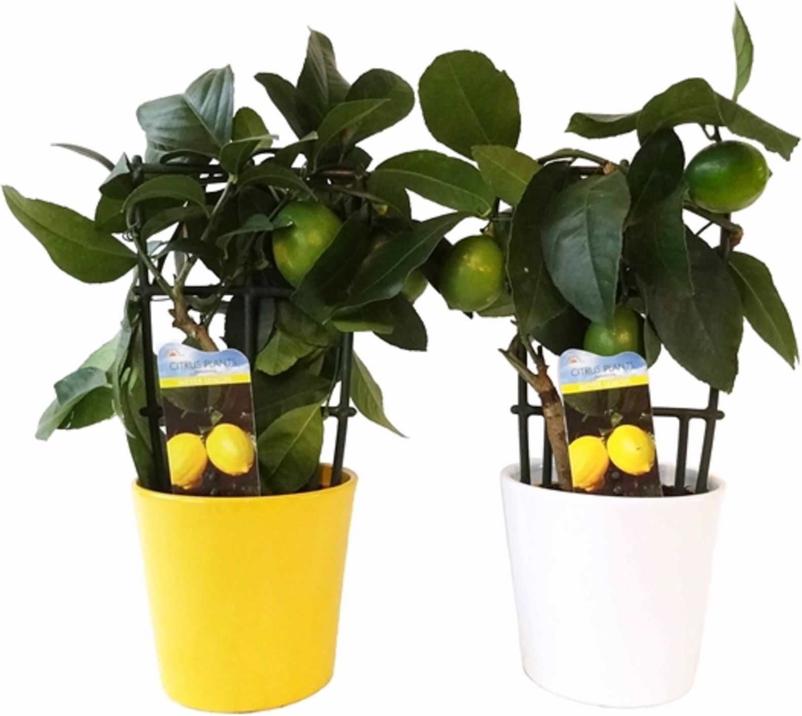 Изображение товара Растение Цитрус лемон лиза D19 см H65 см