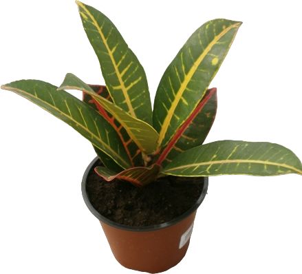 Изображение товара Растение кодиеум D12 для интерьера и домашнего декора