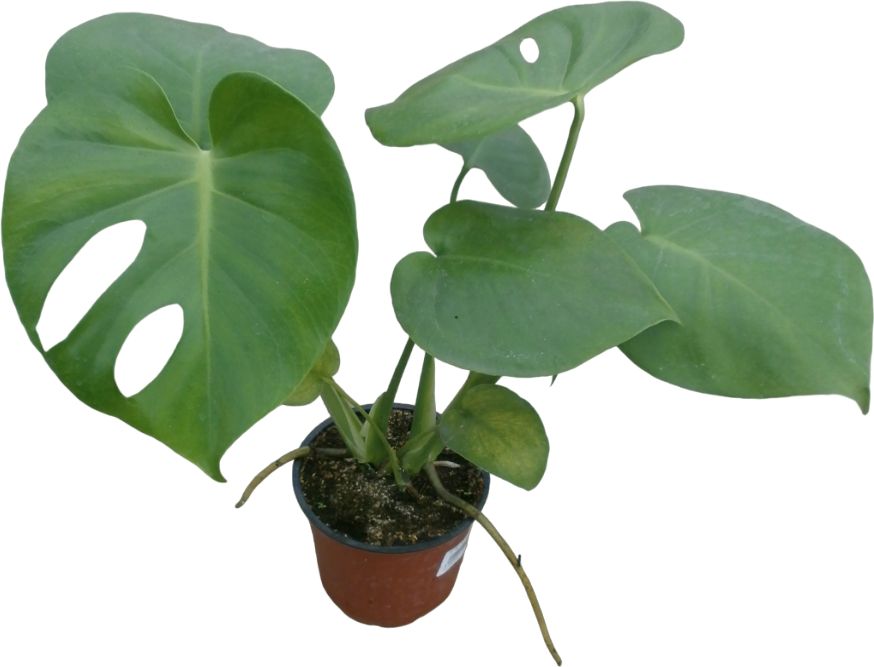 Изображение товара РАСТЕНИЕ МОНСТЕРА D12