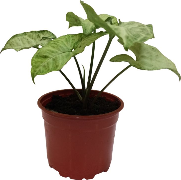 Изображение товара Растение сингониум D12 декоративно-лиственное для интерьера