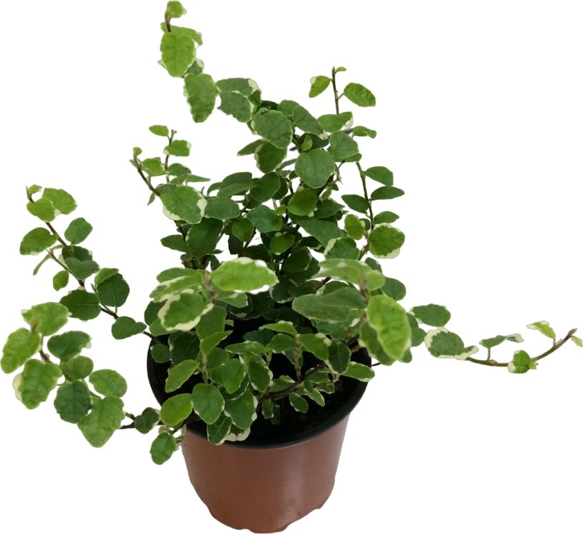 Изображение товара Фикус PUMI LA D12 - Удобное декоративное растение для дома