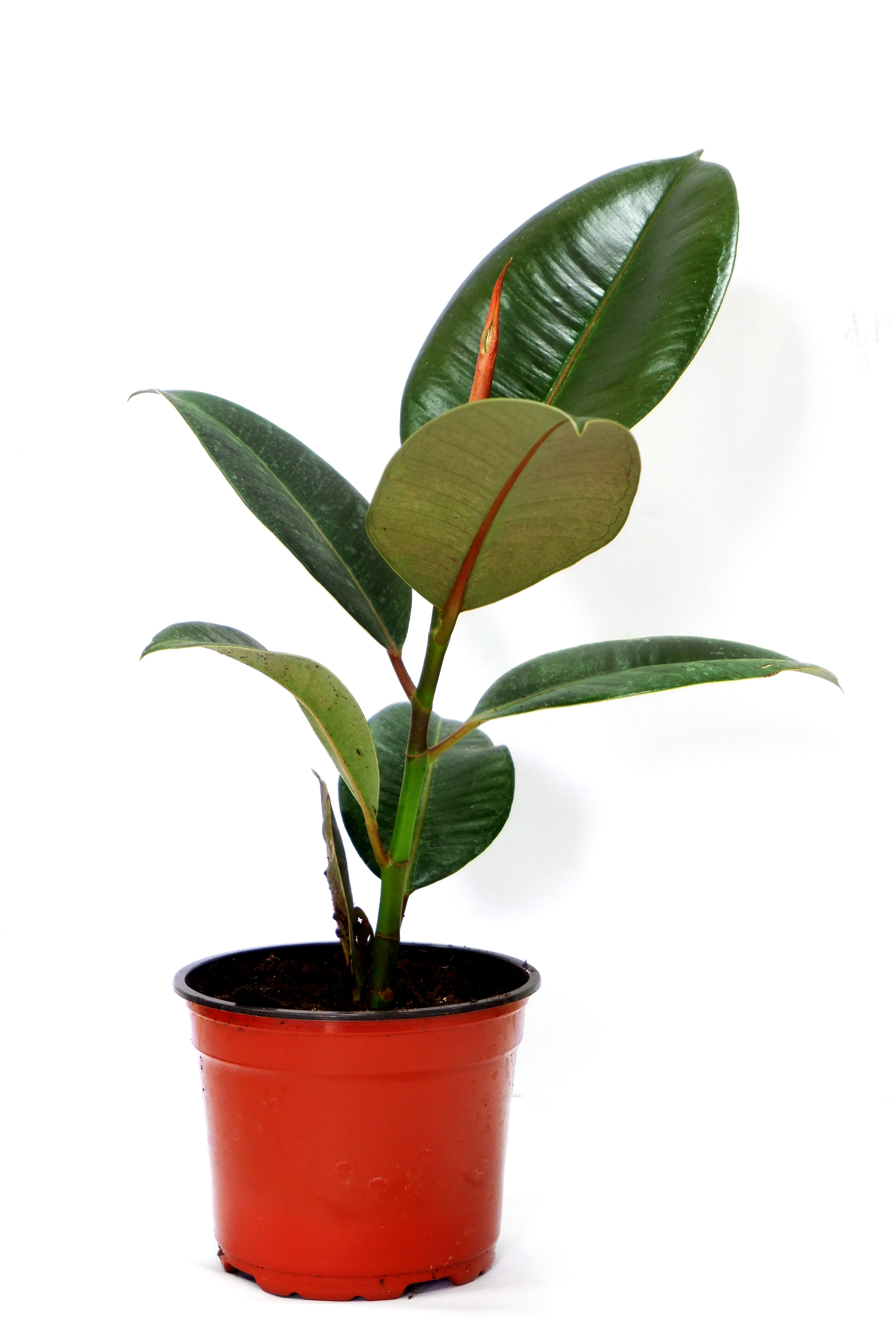 Изображение товара Растение Фикус Элас Тика D12 для дома дачи и офиса, декоративное