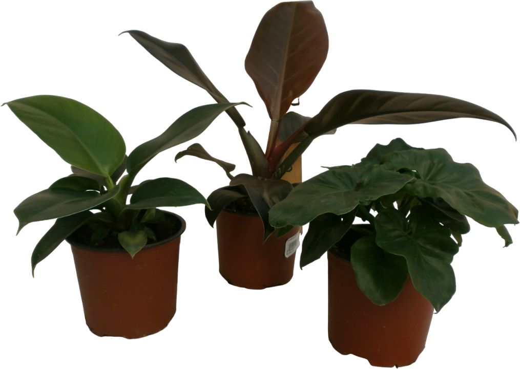 Изображение товара РАСТЕНИЕ ФИЛОДЕНДРО Н D12 