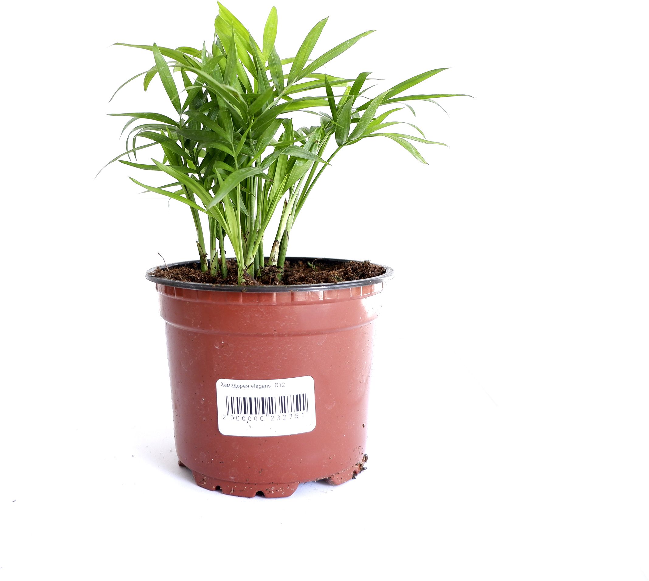 Изображение товара Растение хамедорея D12 декоративное многолетнее для интерьера