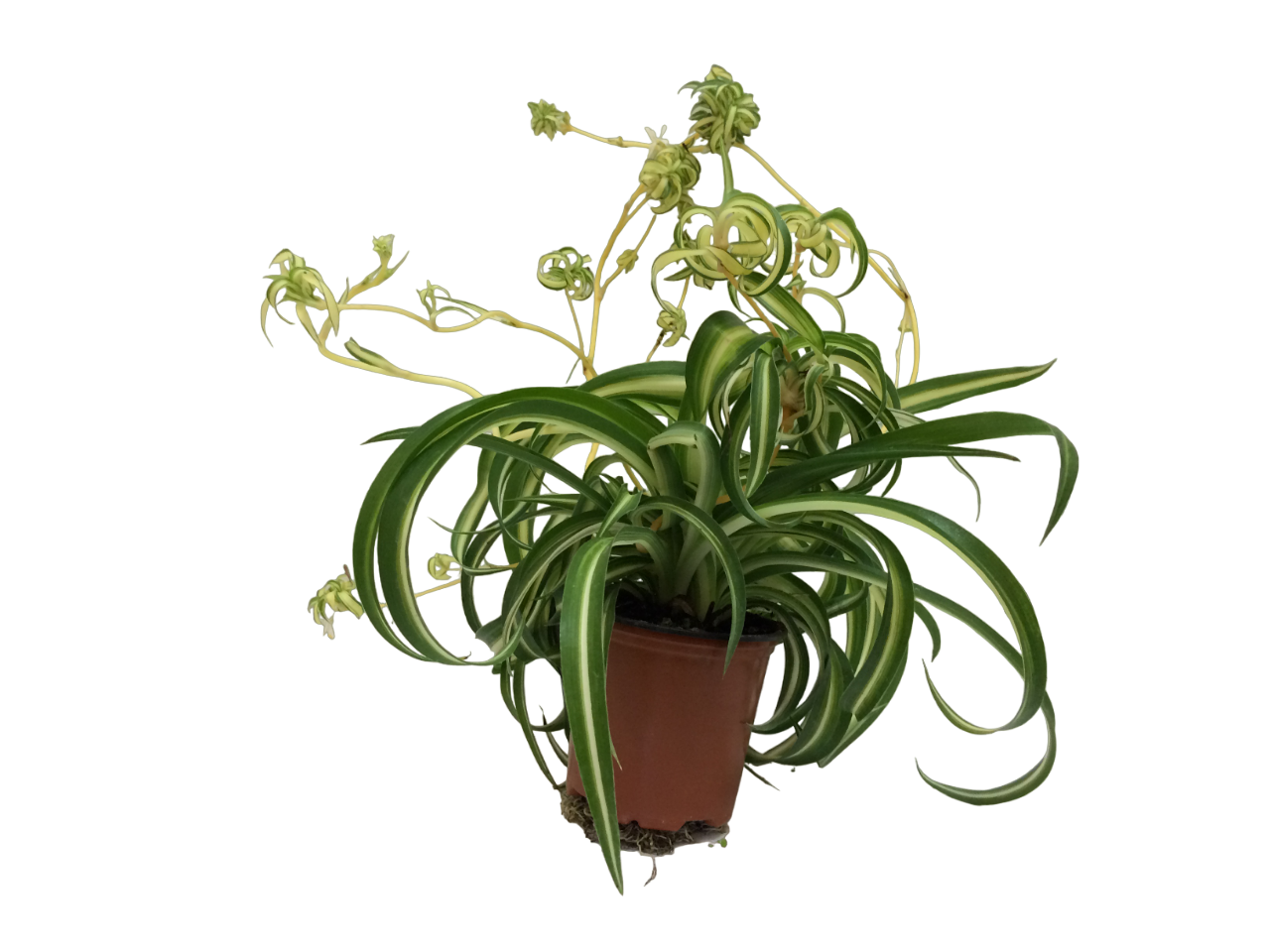 Изображение товара Хлорофитум D12 - Декоративное растение для дома и офиса