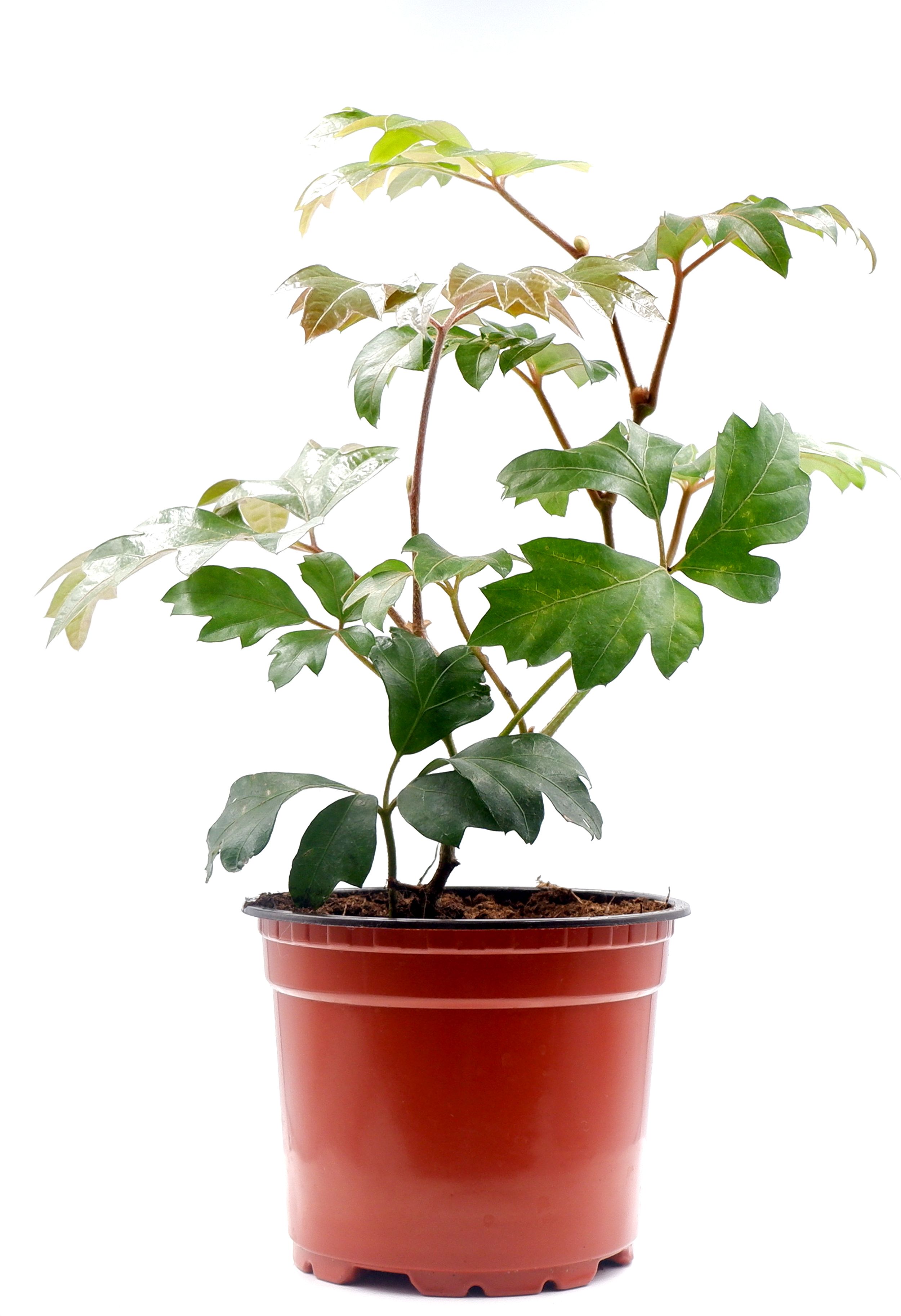 Изображение товара РАСТЕНИЕ ЦИССУС D12 