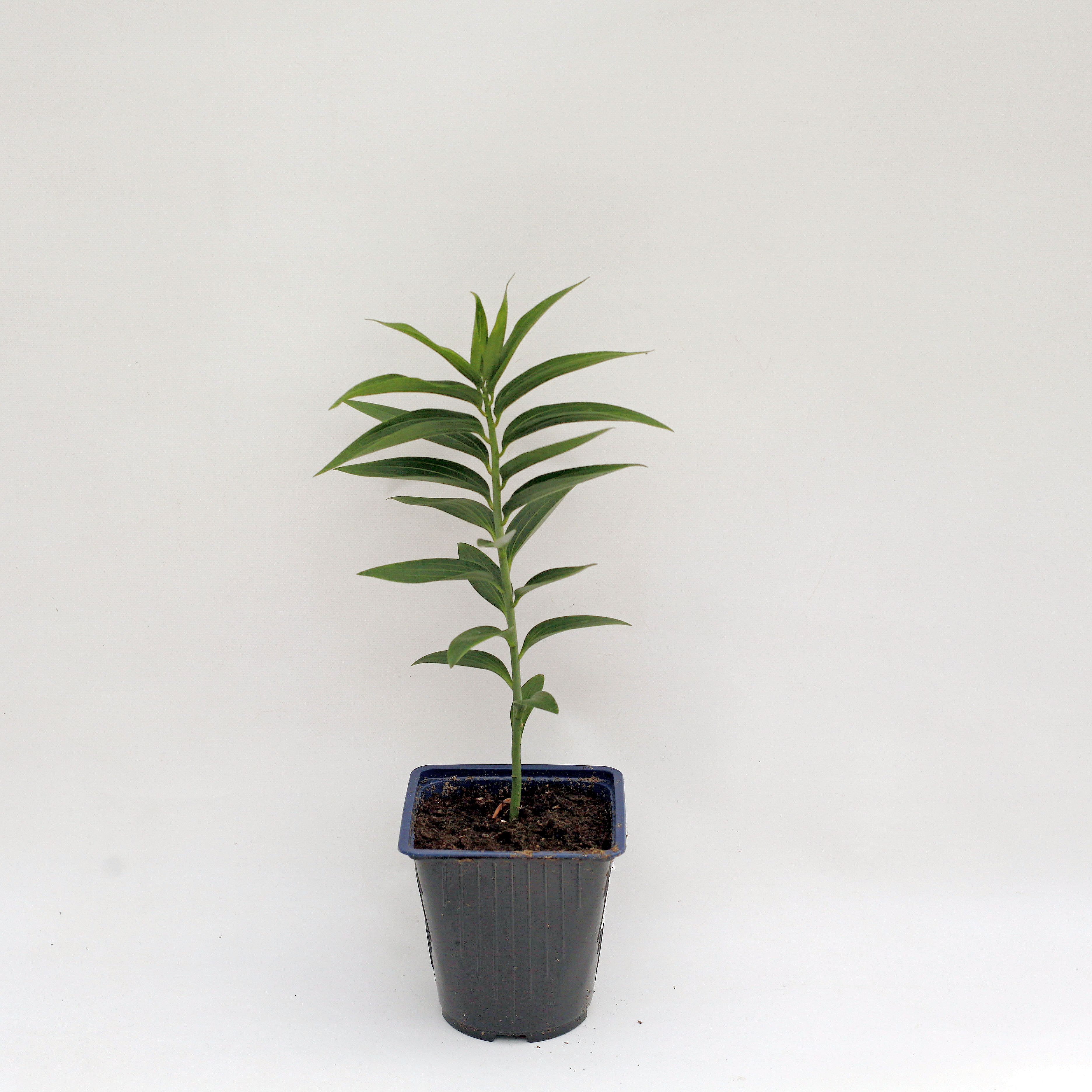 Изображение товара Растение лилия декоративное цветущее 300мм зеленый