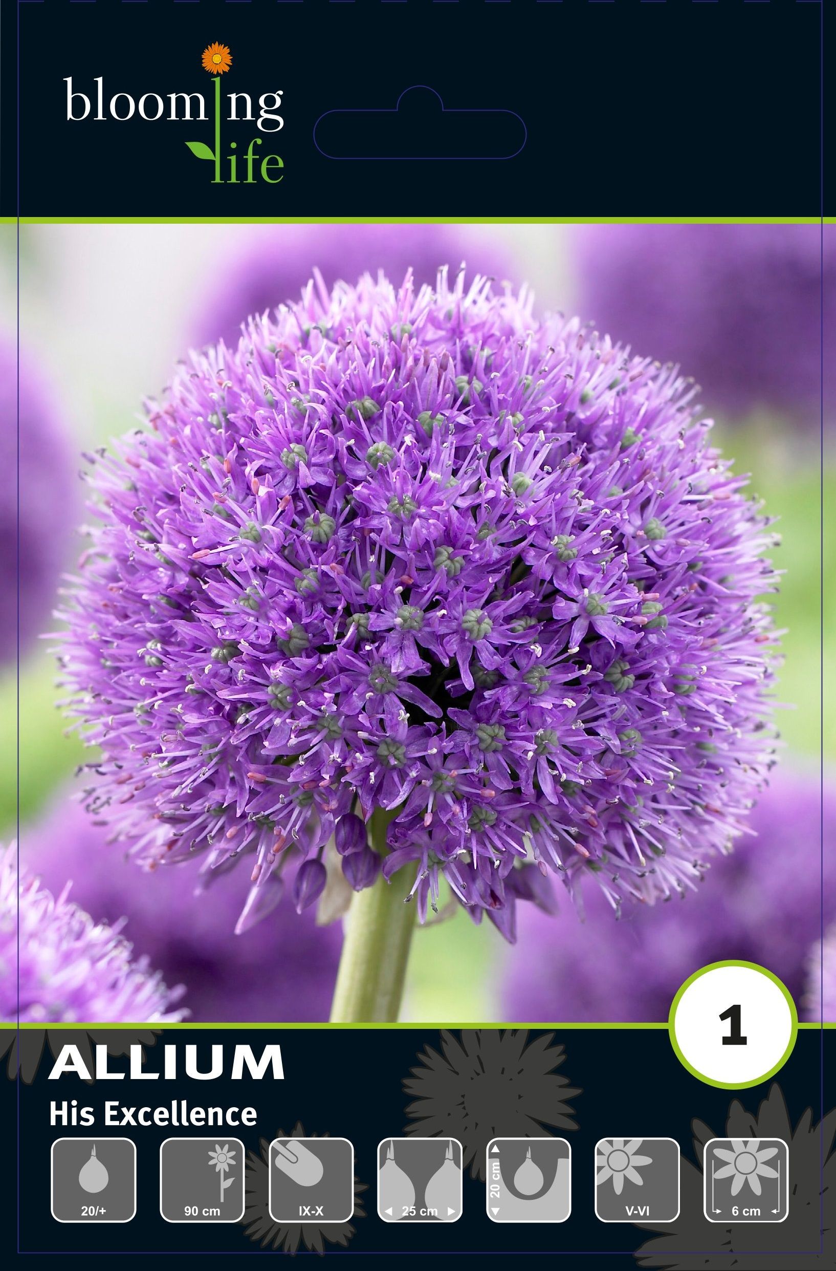Изображение товара Аллиум Хиз Экселенс, 1 шт.