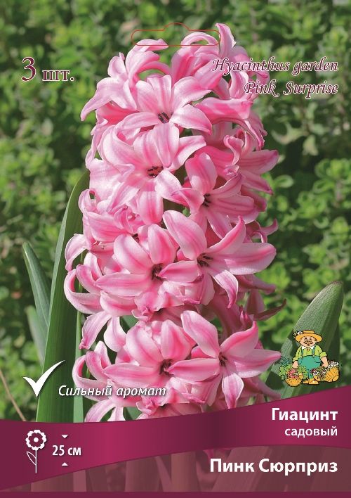 Изображение товара Гиацинт пинк сюрприз - Луковицы розового цвета