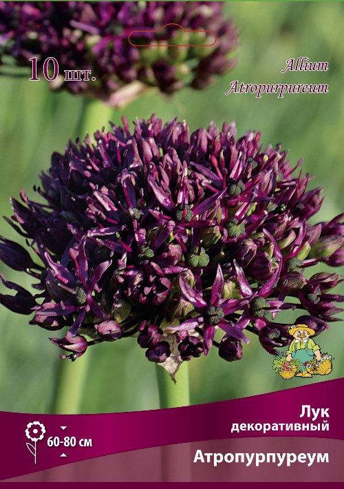 Изображение товара Лук атропурпуреум